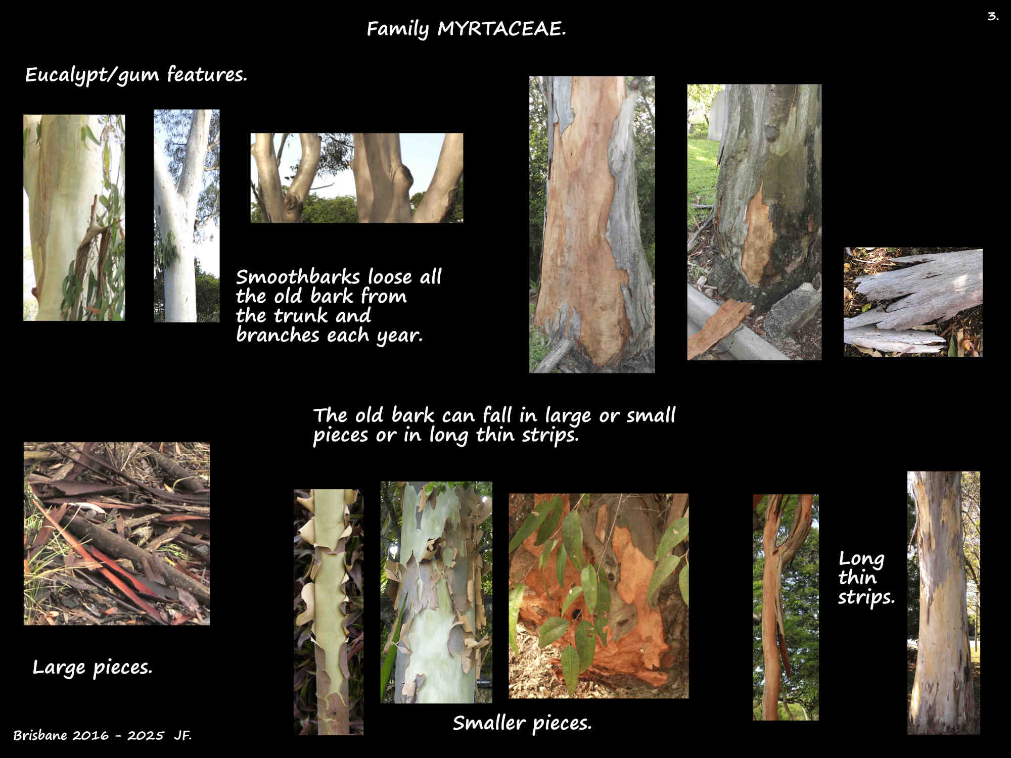 3 Smoothbark eucalypts