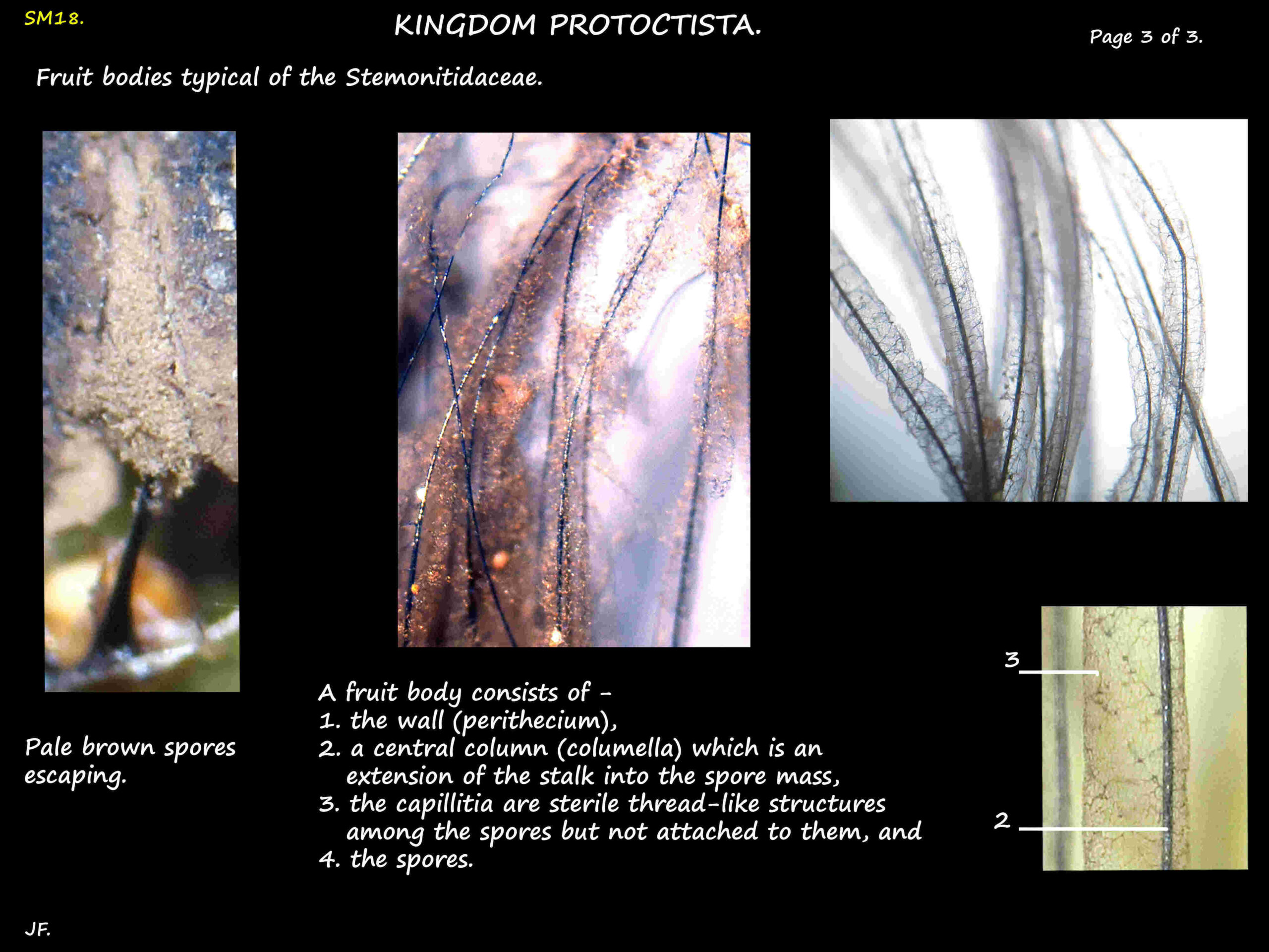 3 Stemonitidaceae peritheca & the capillitium