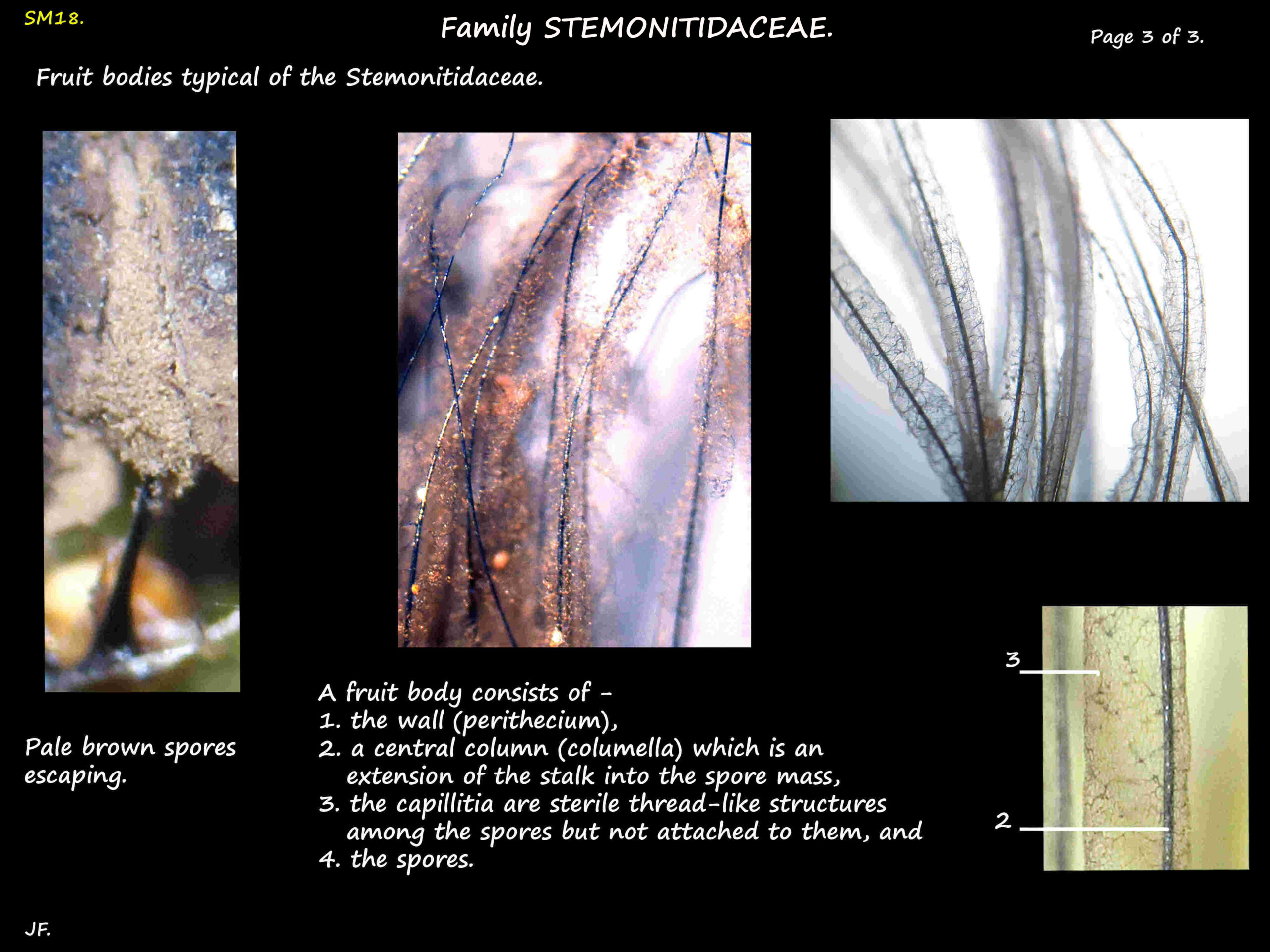 3 Stemonitidaceae peritheca & the capillitium