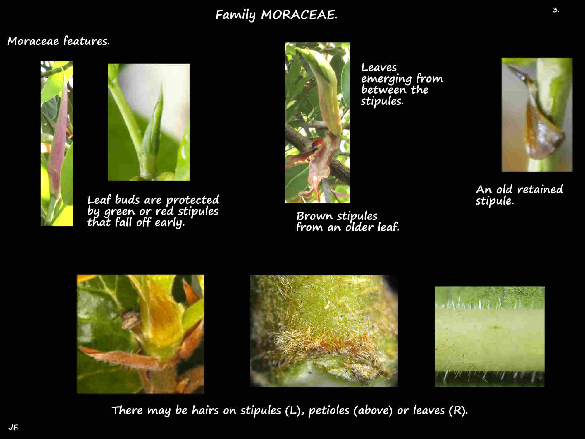 3 Stipules on Moraceae leaf buds