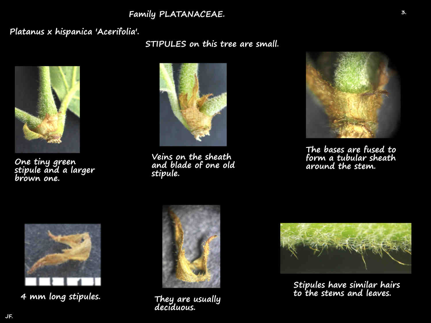 3 Stipules on Platanus x hispanica stems