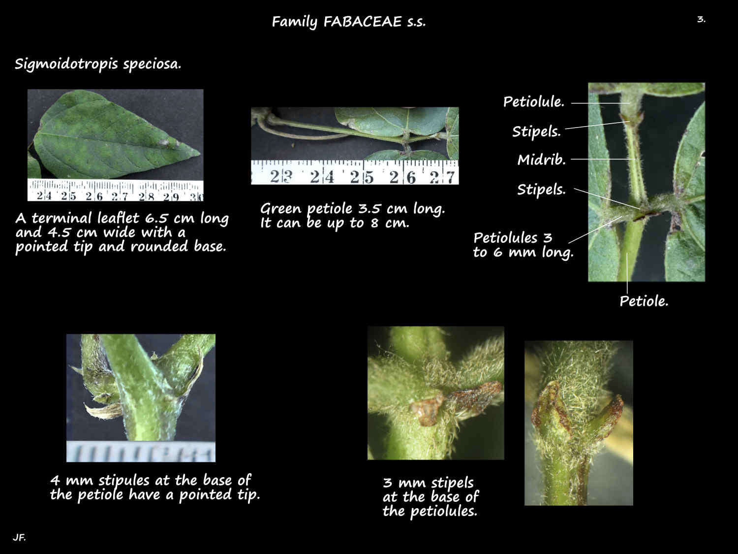 3 Stipules & stipels on Sigmoidotropis speciosa leaves
