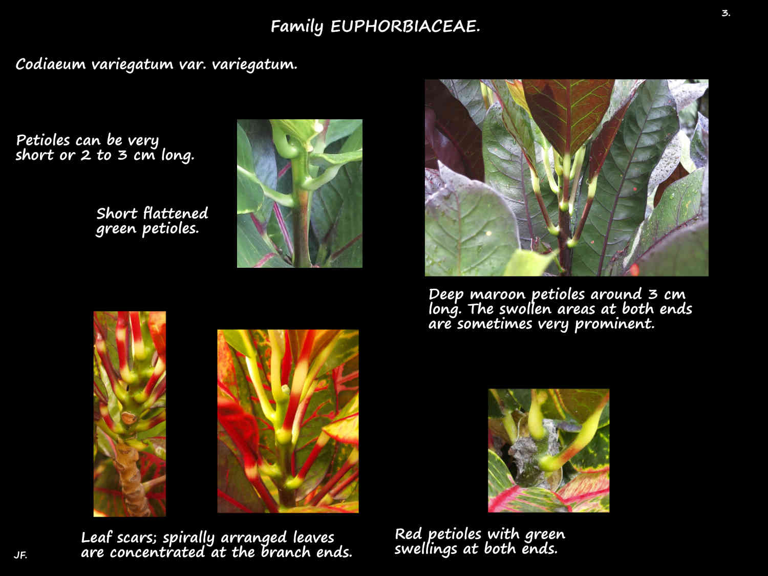 3 Swellings on Codiaeum variegatum petioles