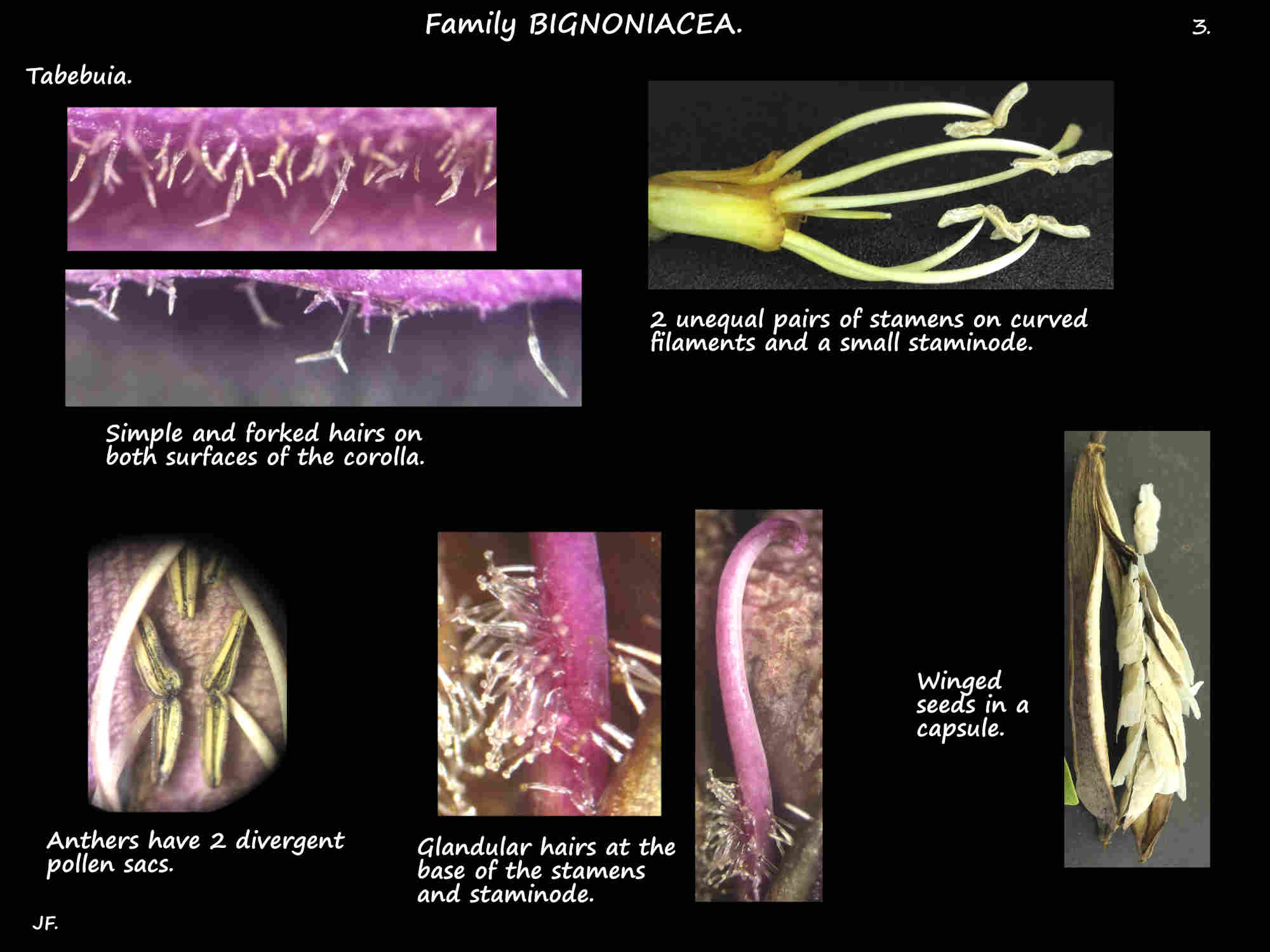 3 Tabebuia stamens & capsule