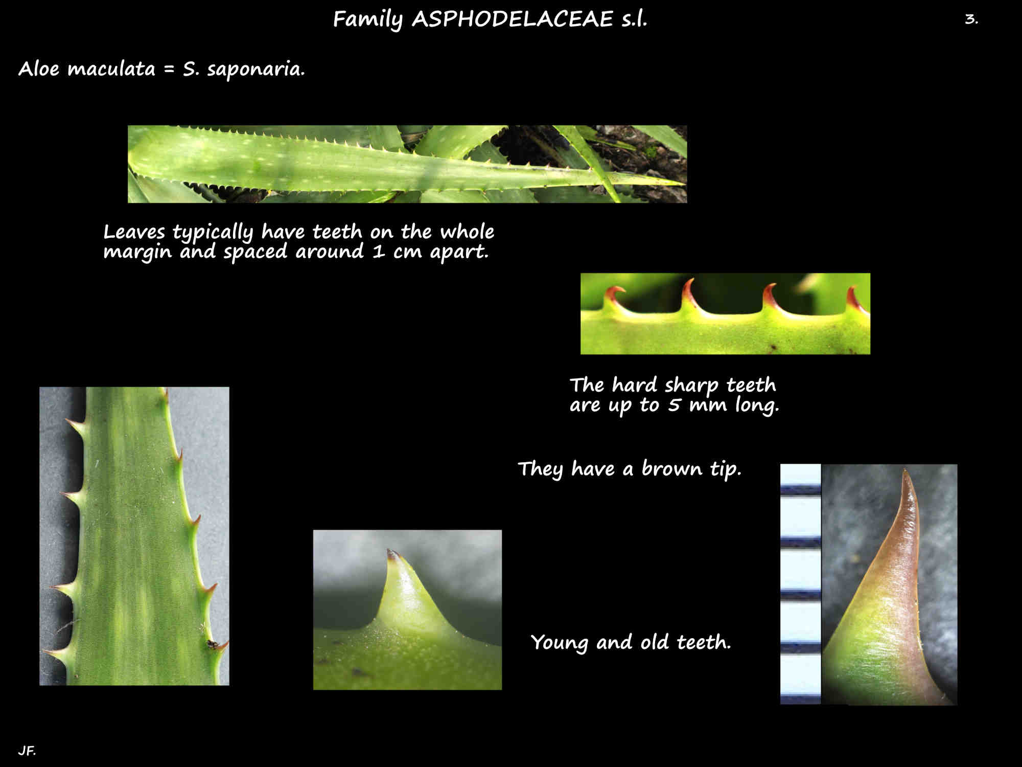 3 Teeth on Aloe saponaria leaves