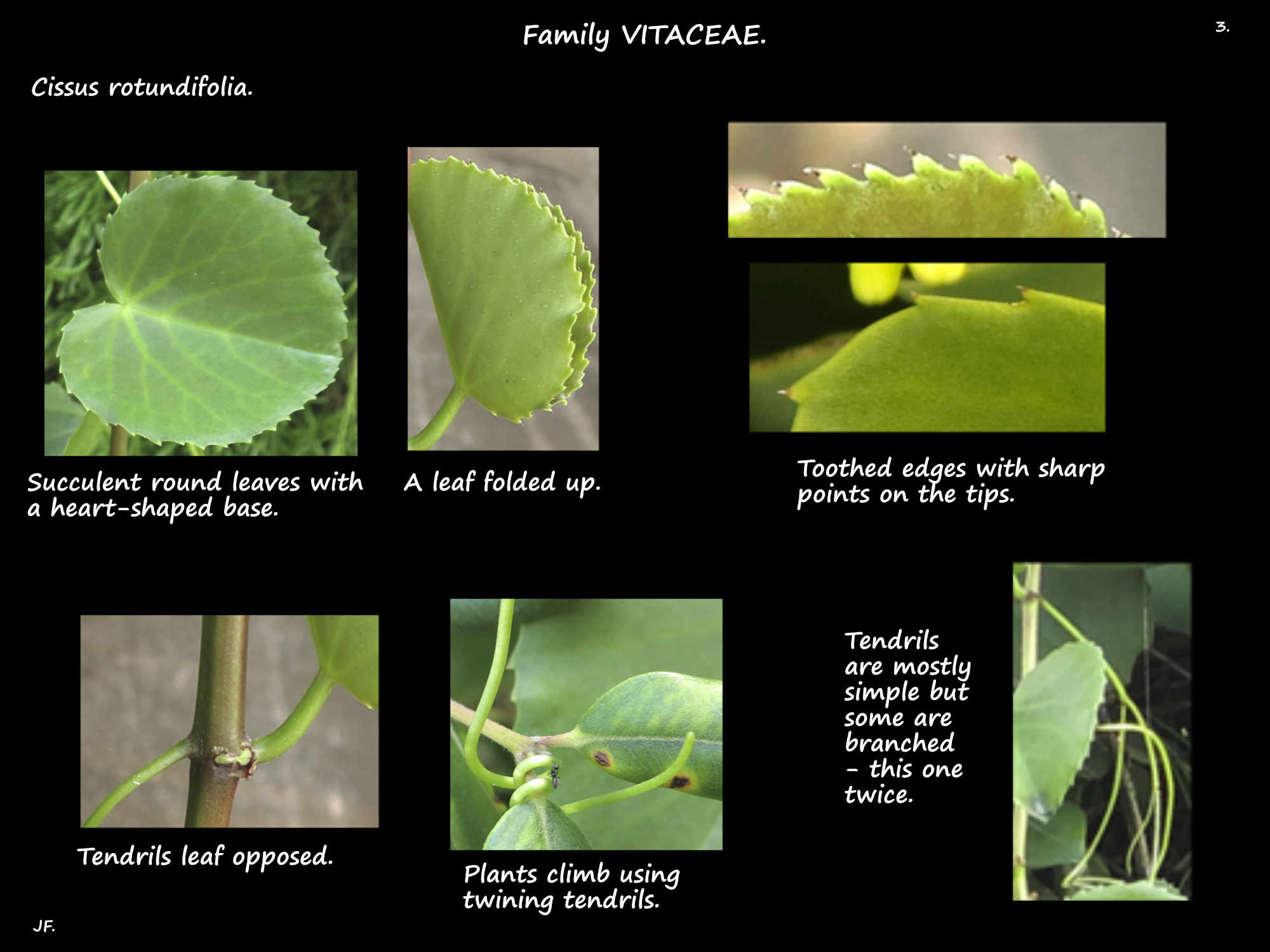 3 Tendrils & toothed leaves of Cissus rotundifolia