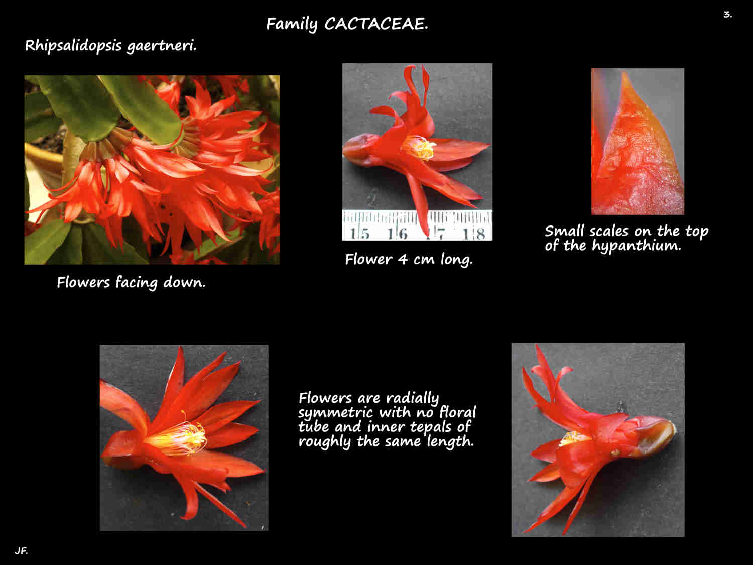 3 Tepals on Rhipsalidopsis gaertneri flowers