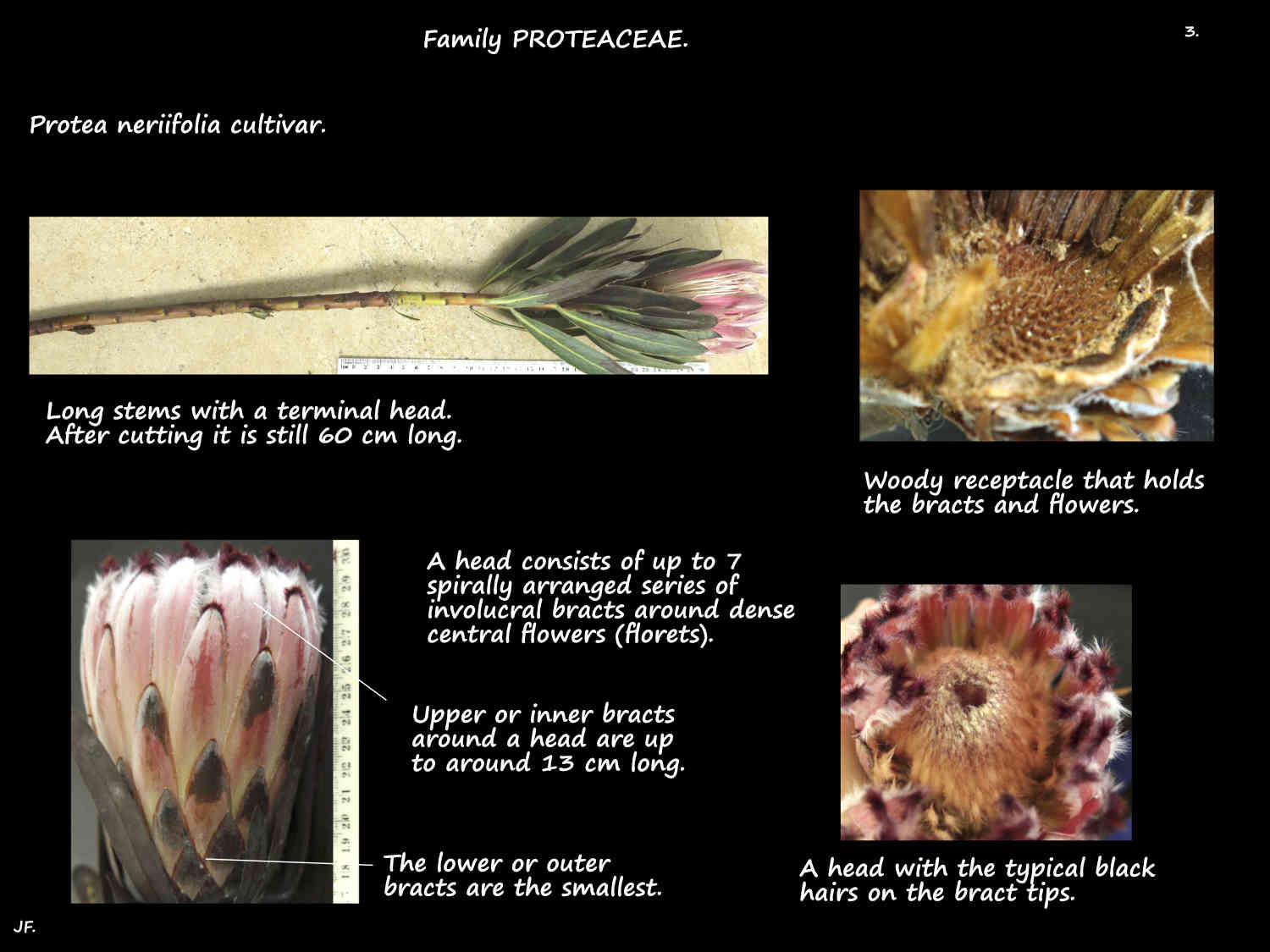3 Terminal Protea neriifolia head