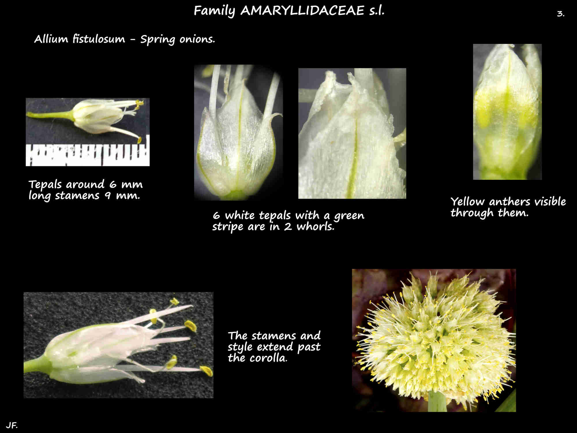 3 The 6 tepals in Allium fistulosum flowers
