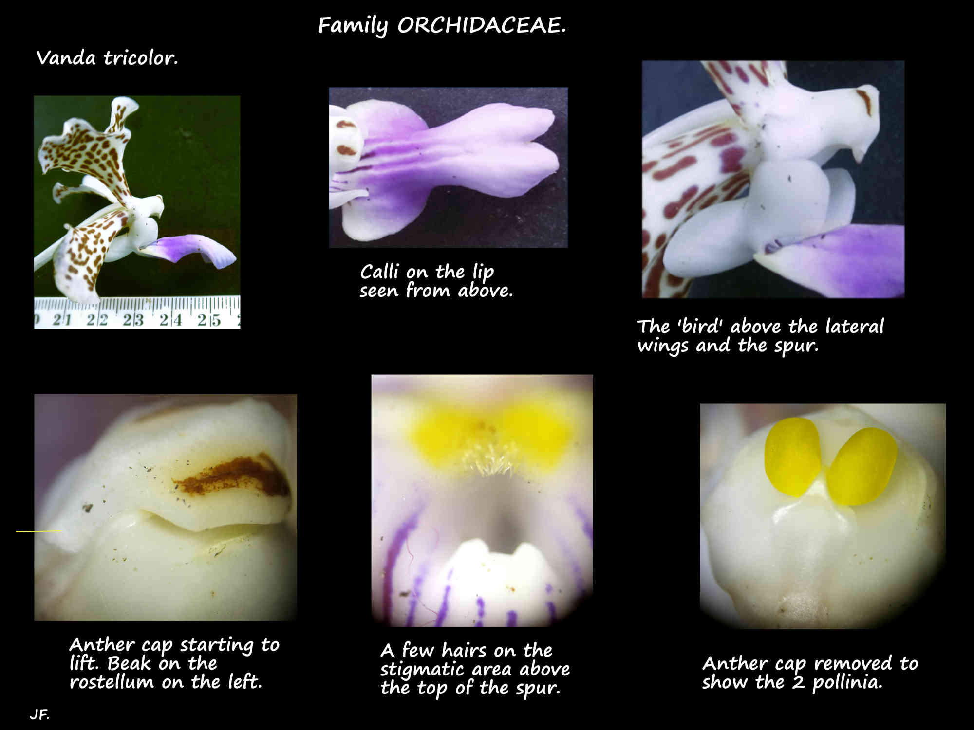 3 The anther cap & pollinia of Vanda tricolor