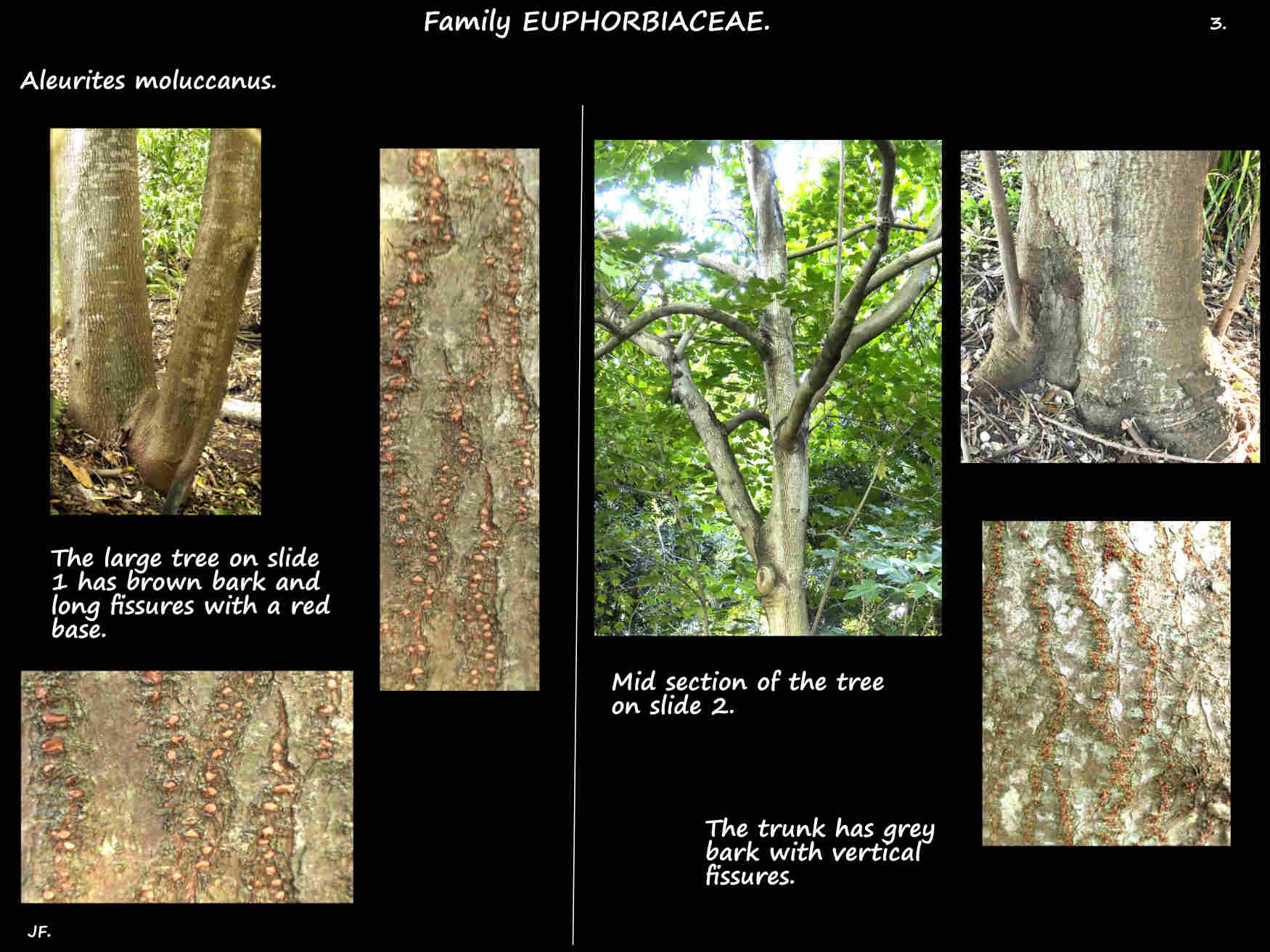 3 The bark on Aleurites moluccanus trees