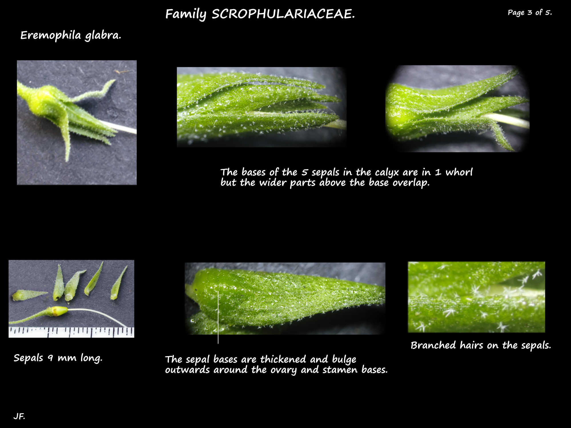 3 The hairy sepals of Eremophila glabra