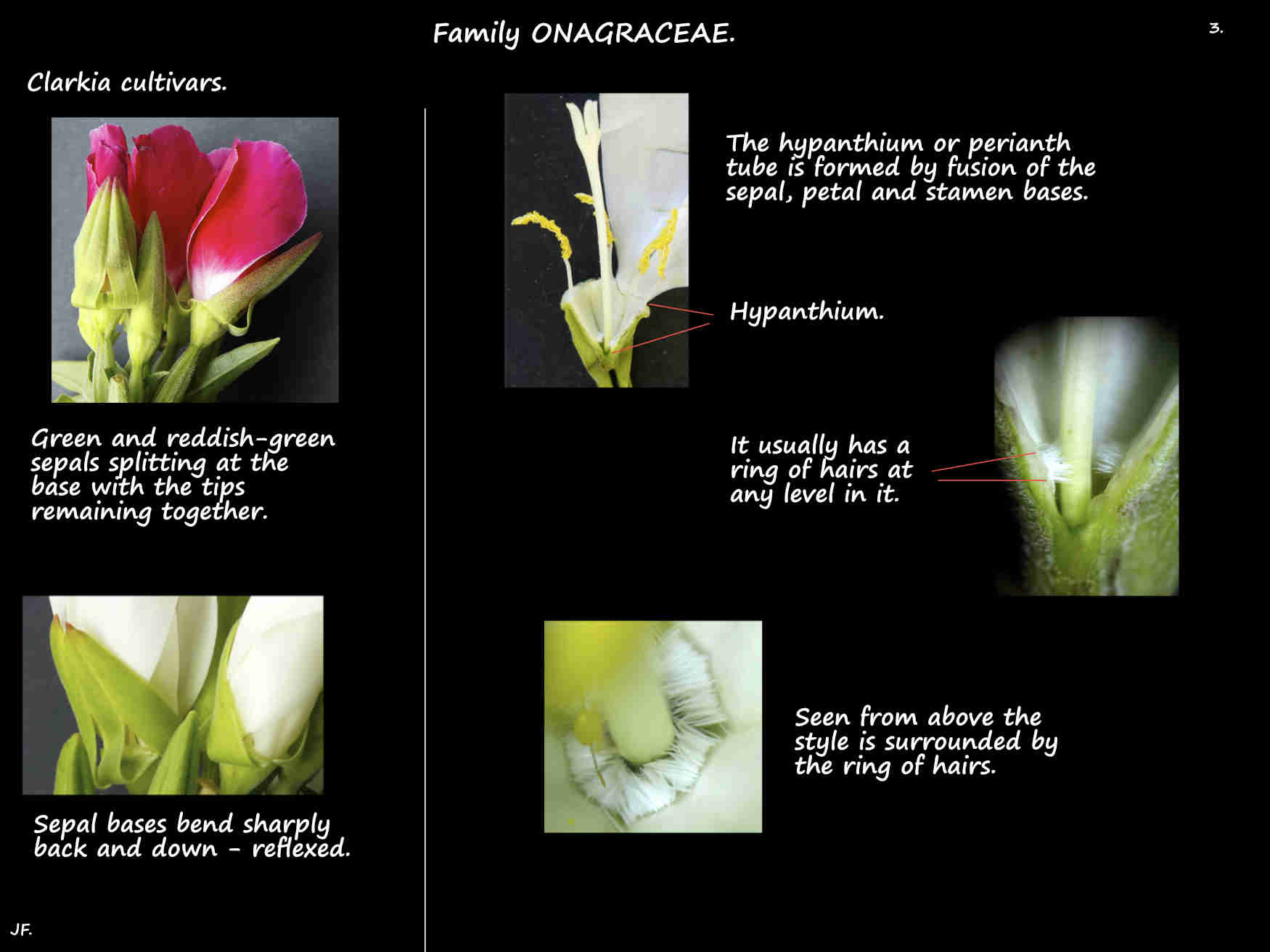 3 The hypanthium in Clarkia flowers