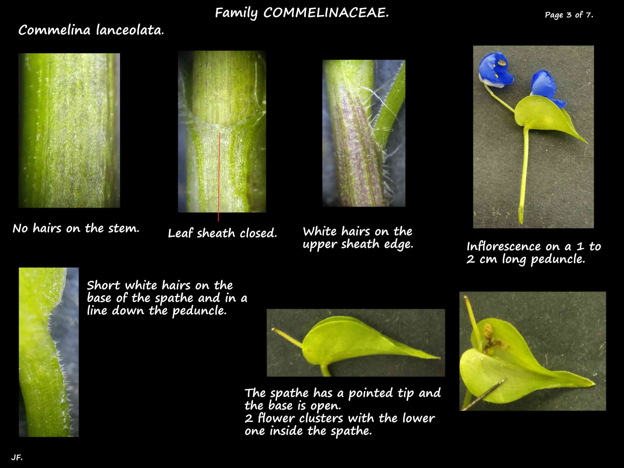 3 The leaf sheaths & spathes of Commelina lanceolata