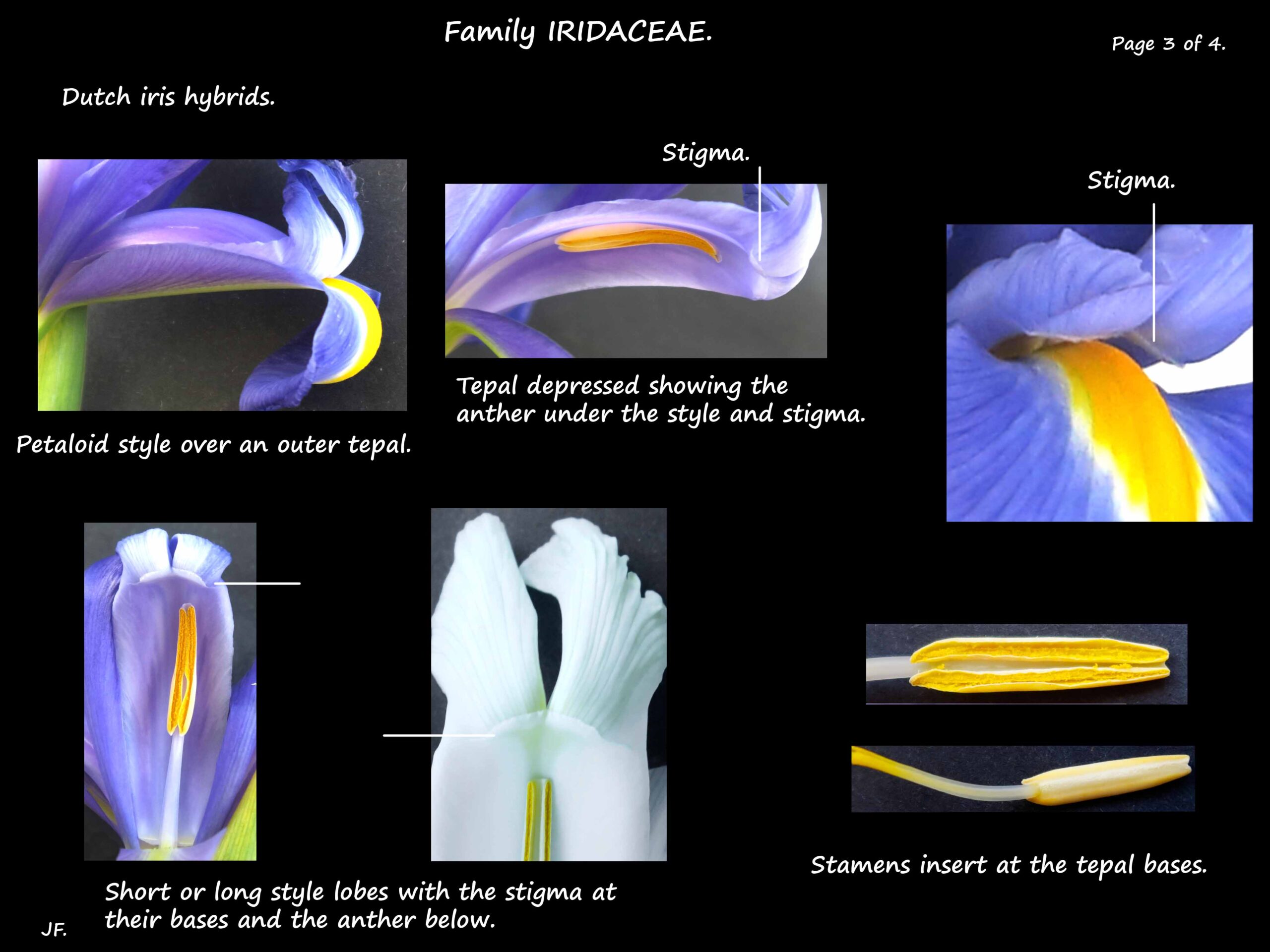 3 The stamens & stigma of Dutch iris flowers