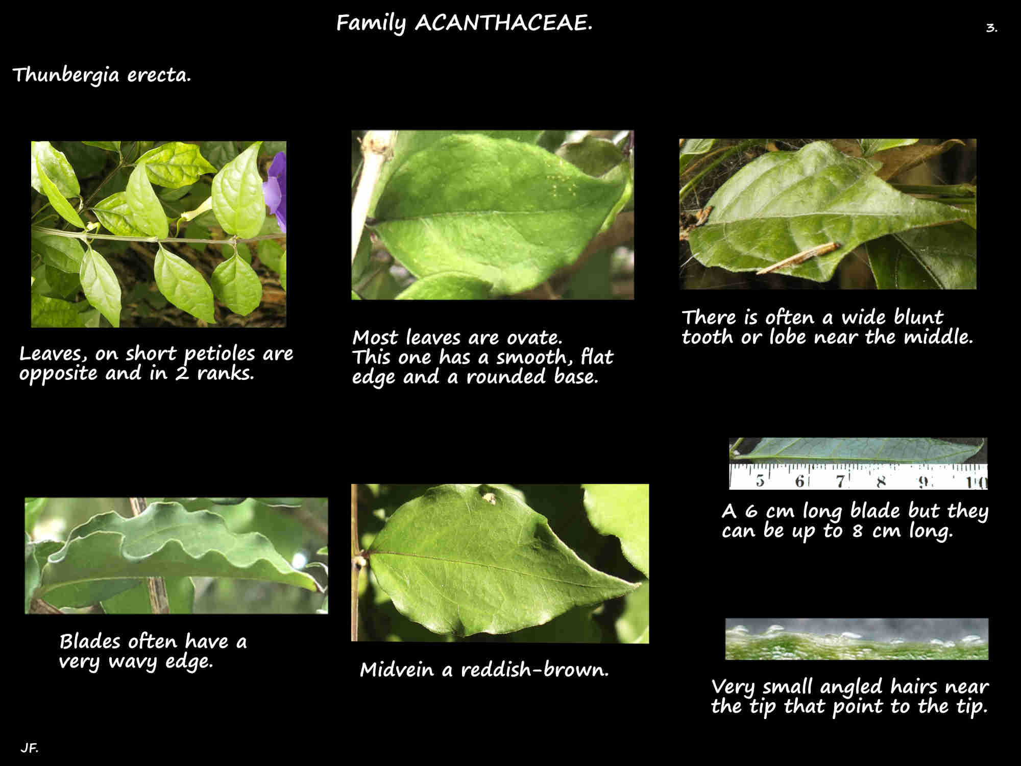 3 Thunbergia erecta leaves