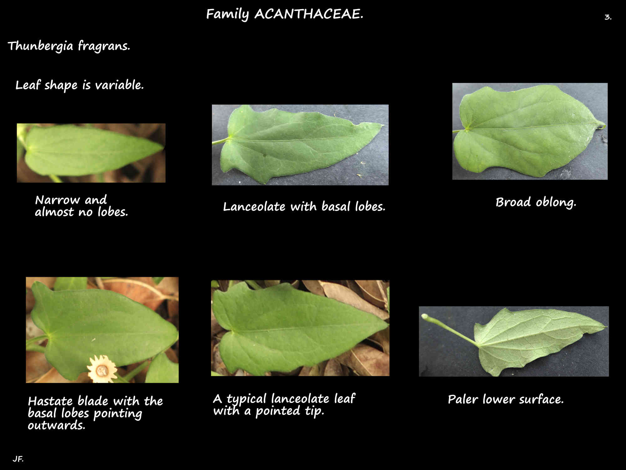 3 Thunbergia fragrans leaf shapes