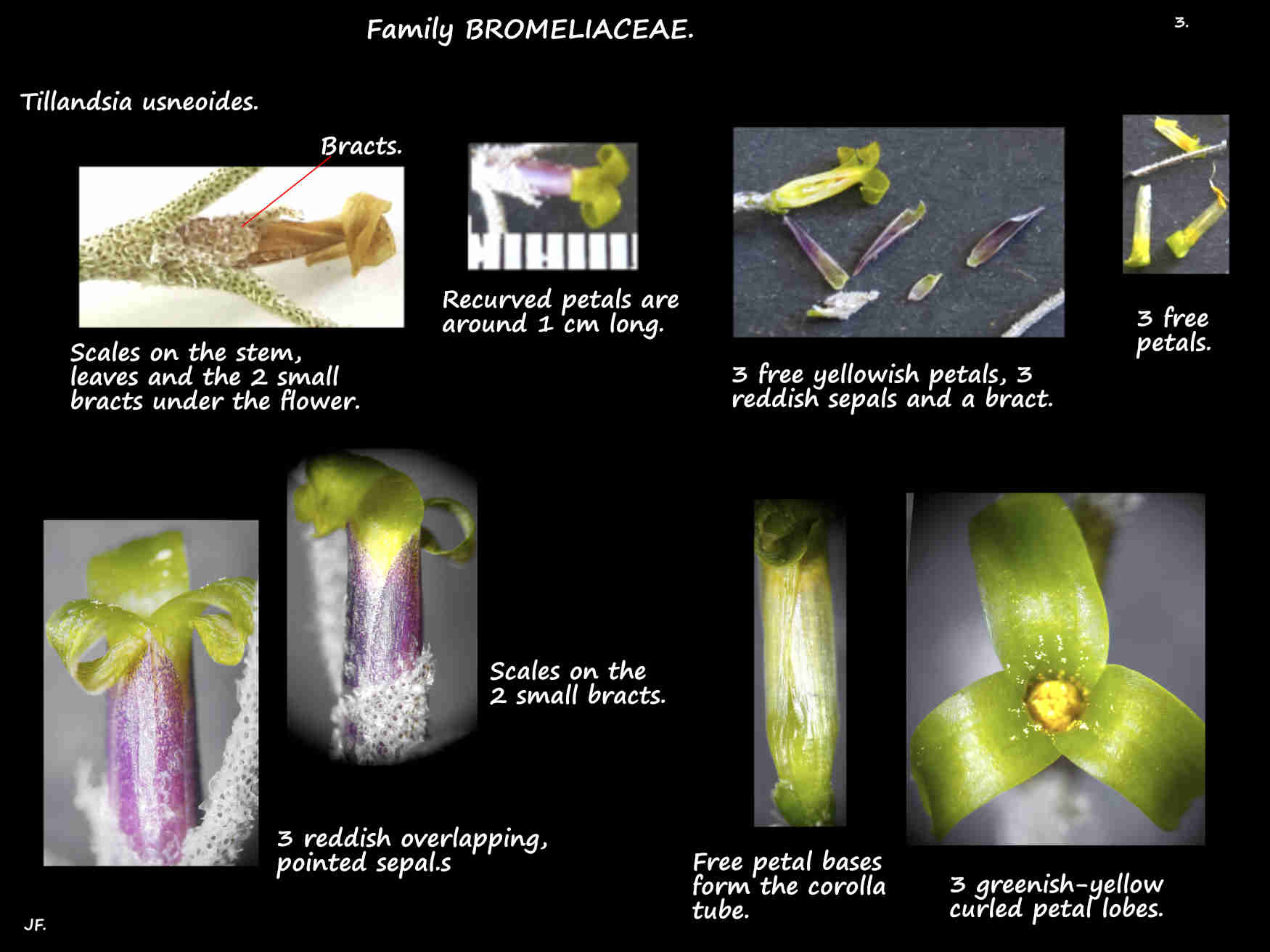 3 Tillandsia usneoides bracts, sepals & petals