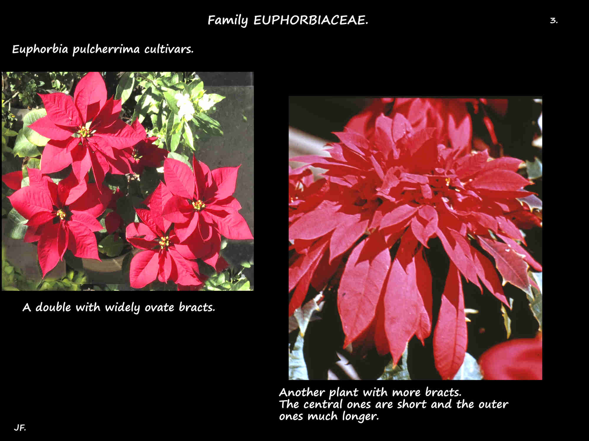 3 Two more red Euphorbia pulcherrima flower heads