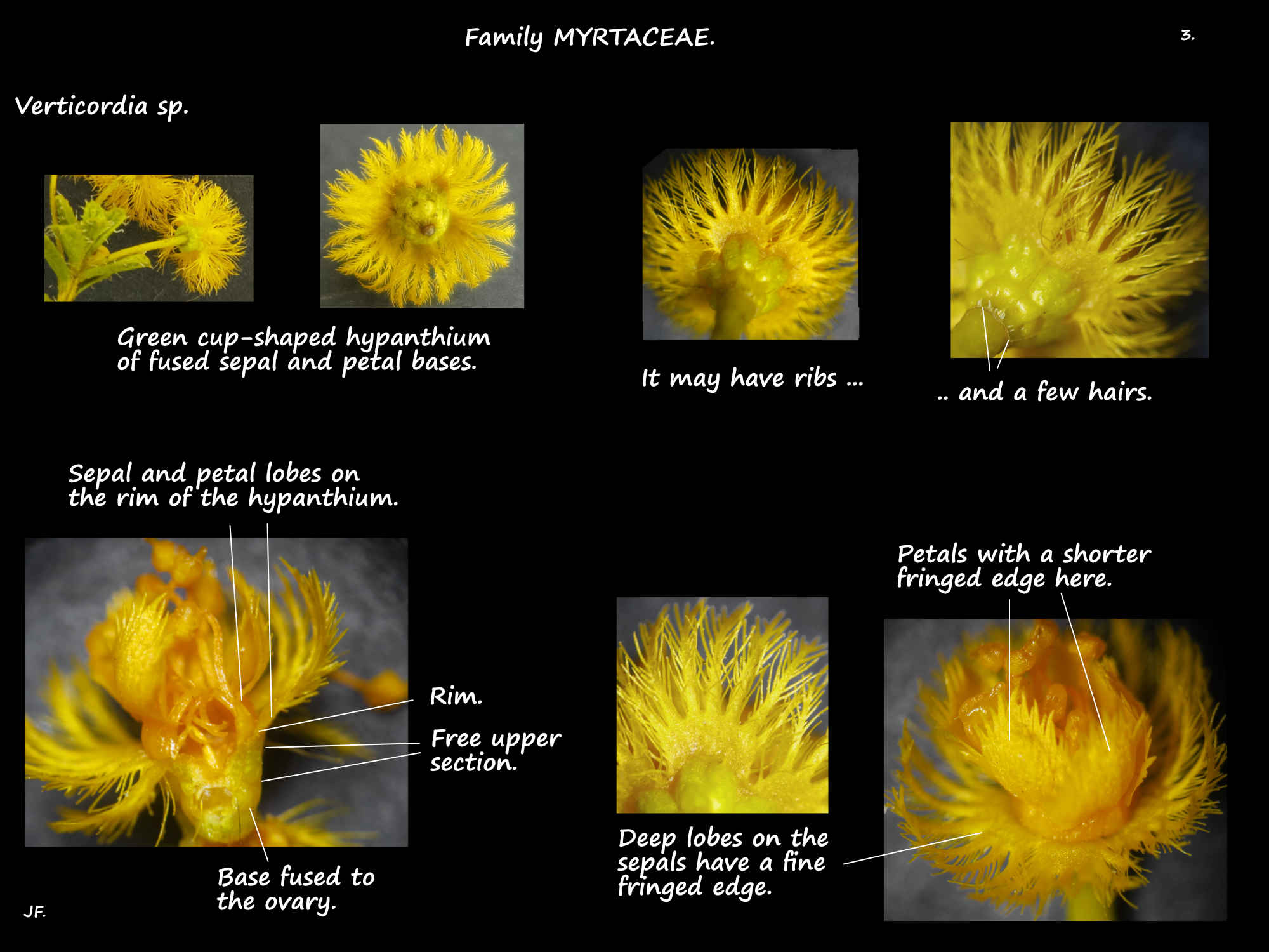 3 Verticordia sp. sepals & petals