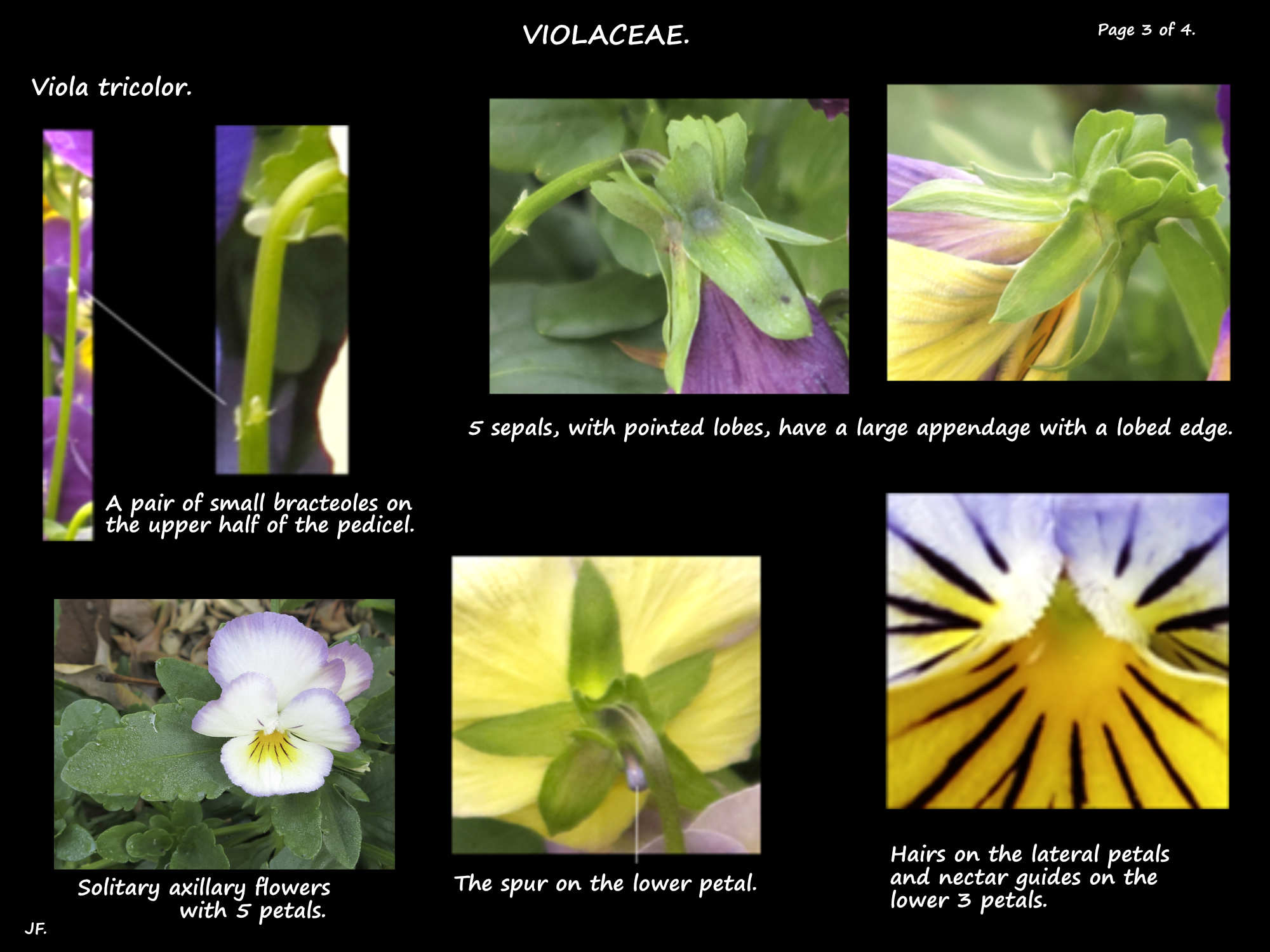 3 Viola tricolor bracteoles & sepals