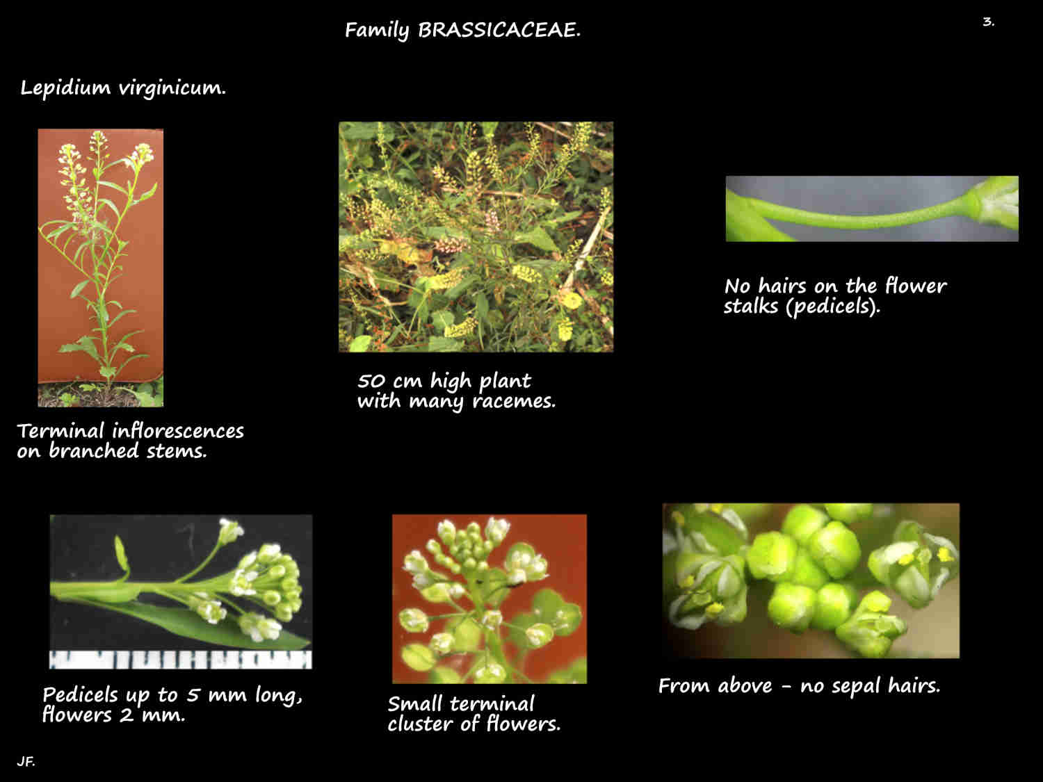3 Virginian peppercress flowers