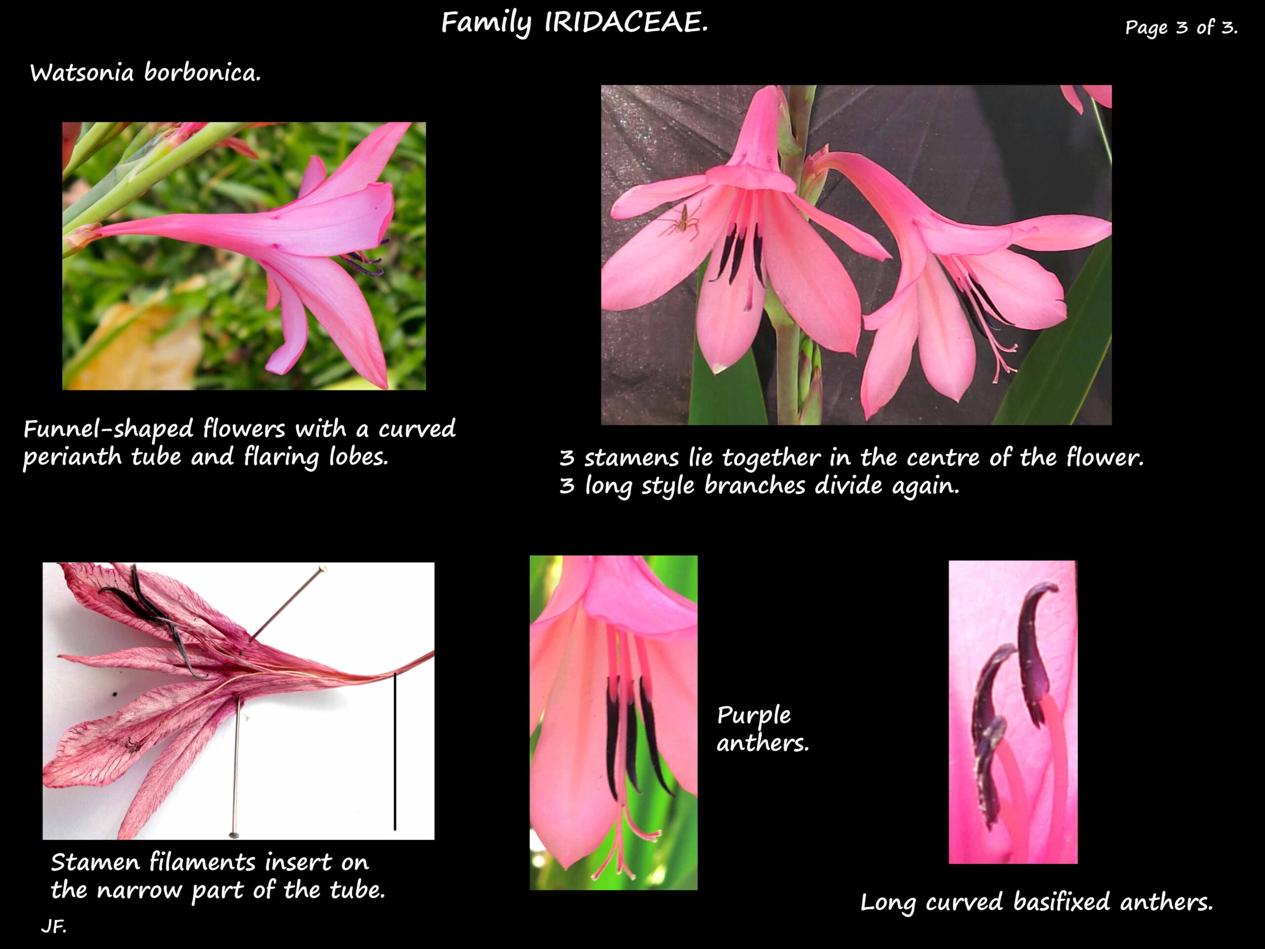 3 Watsonia borbonica stamens & style