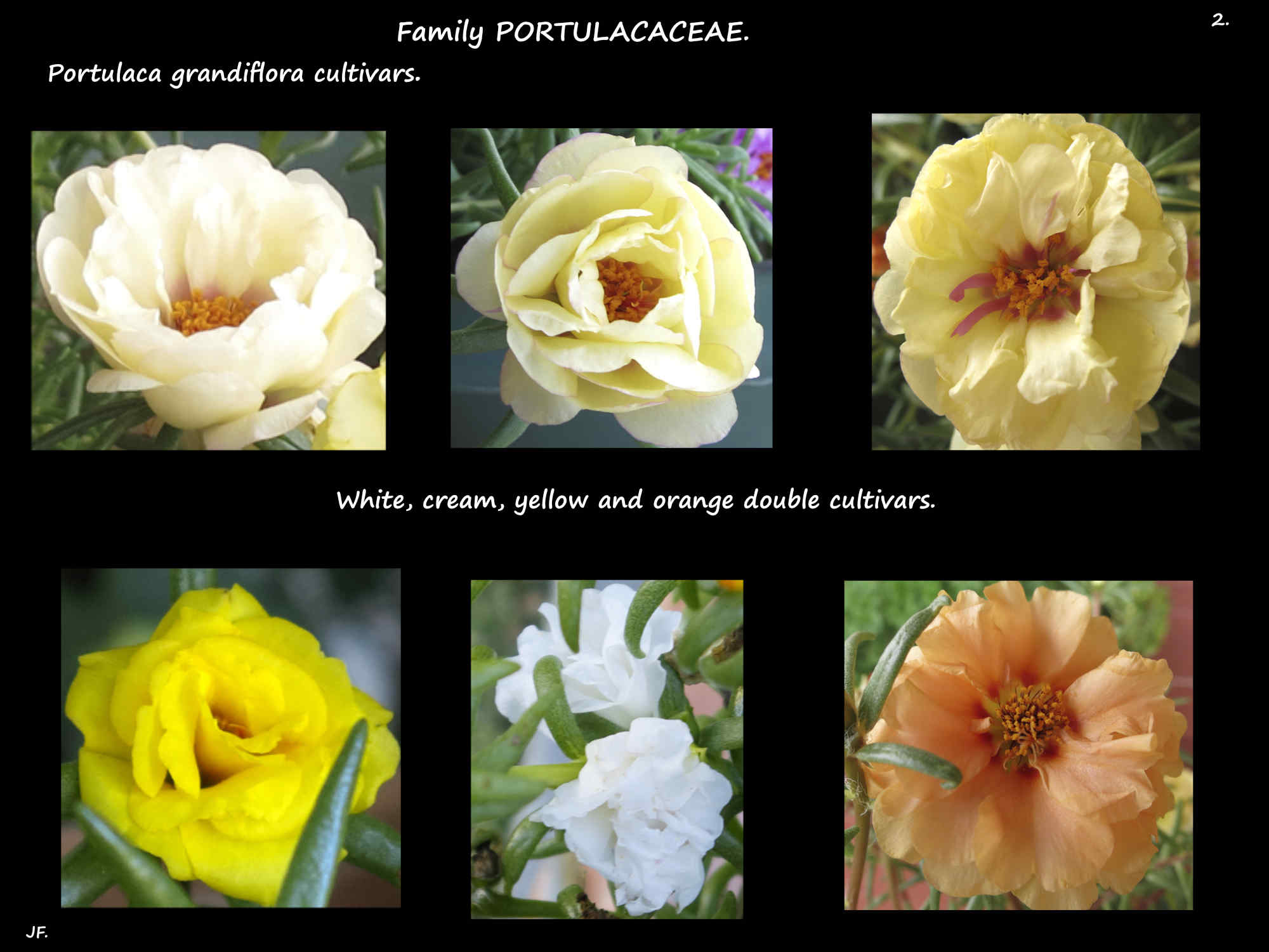 3 White, cream, yellow & orange Portulaca cultivars