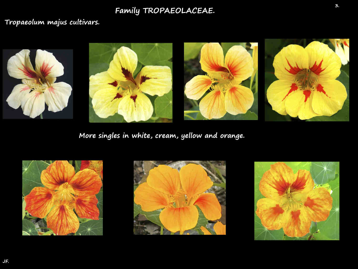 3 White, yellow & orange Garden Nasturtiums