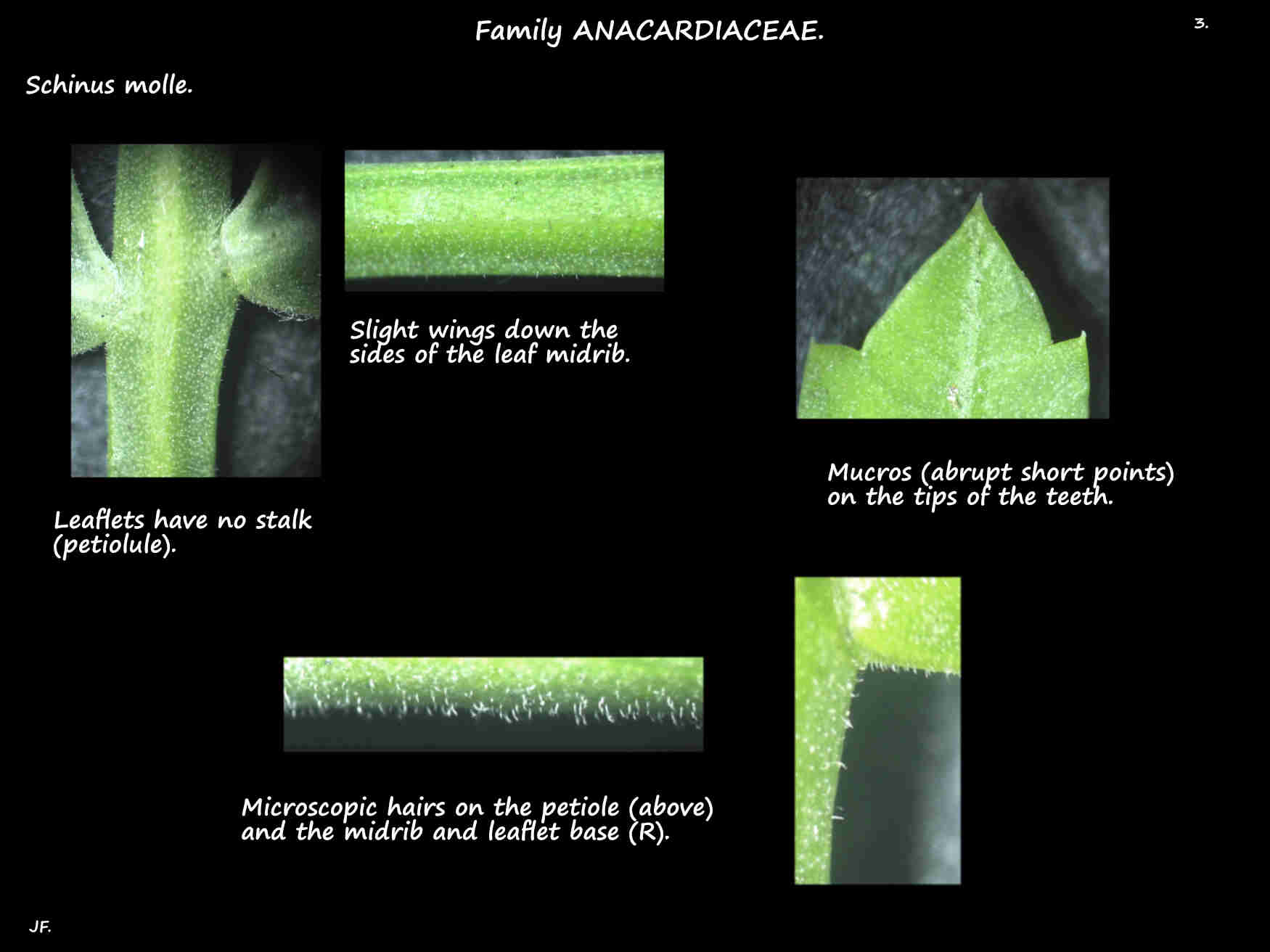 3 Wings & hairs on Schinus molle leaves