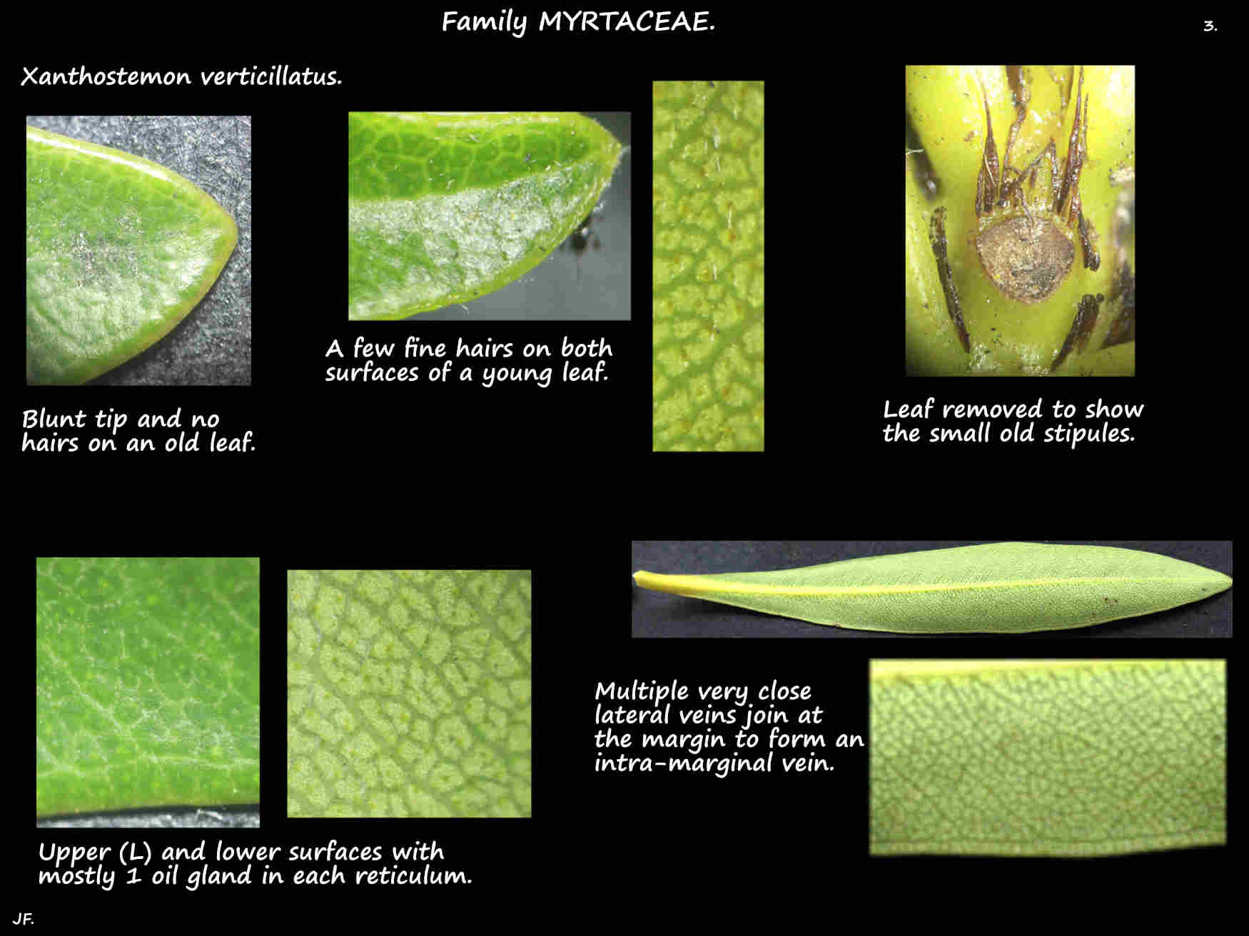 3 Xanthostemon verticillatus leaf hairs, oil glands & stipules