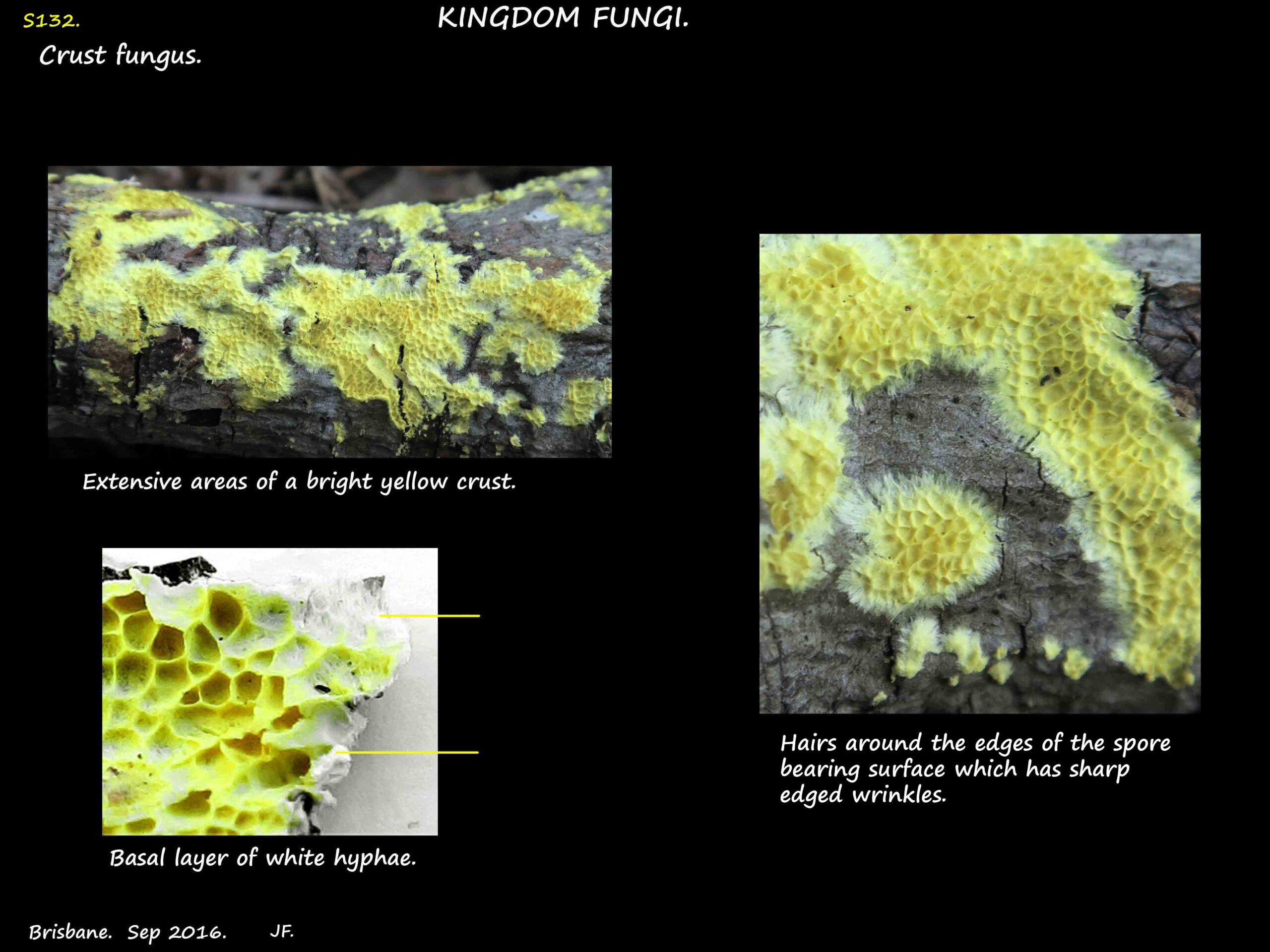 3 Yellow crust fungus