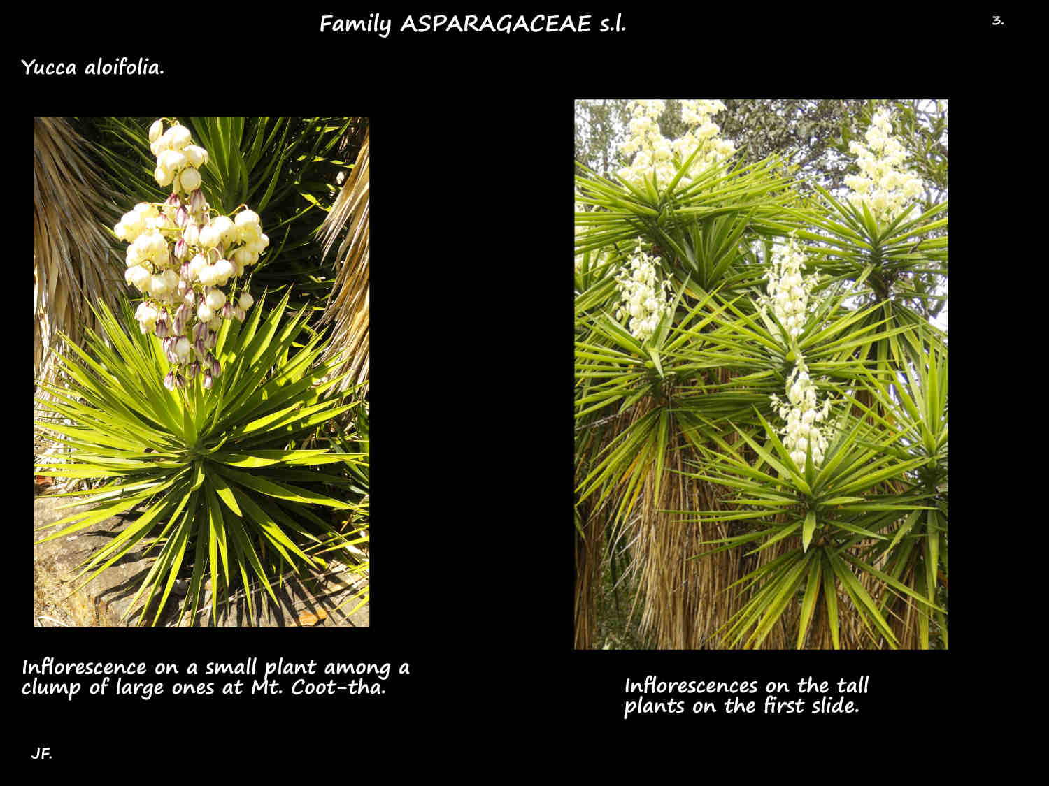3 Yucca aloifolia inflorescences