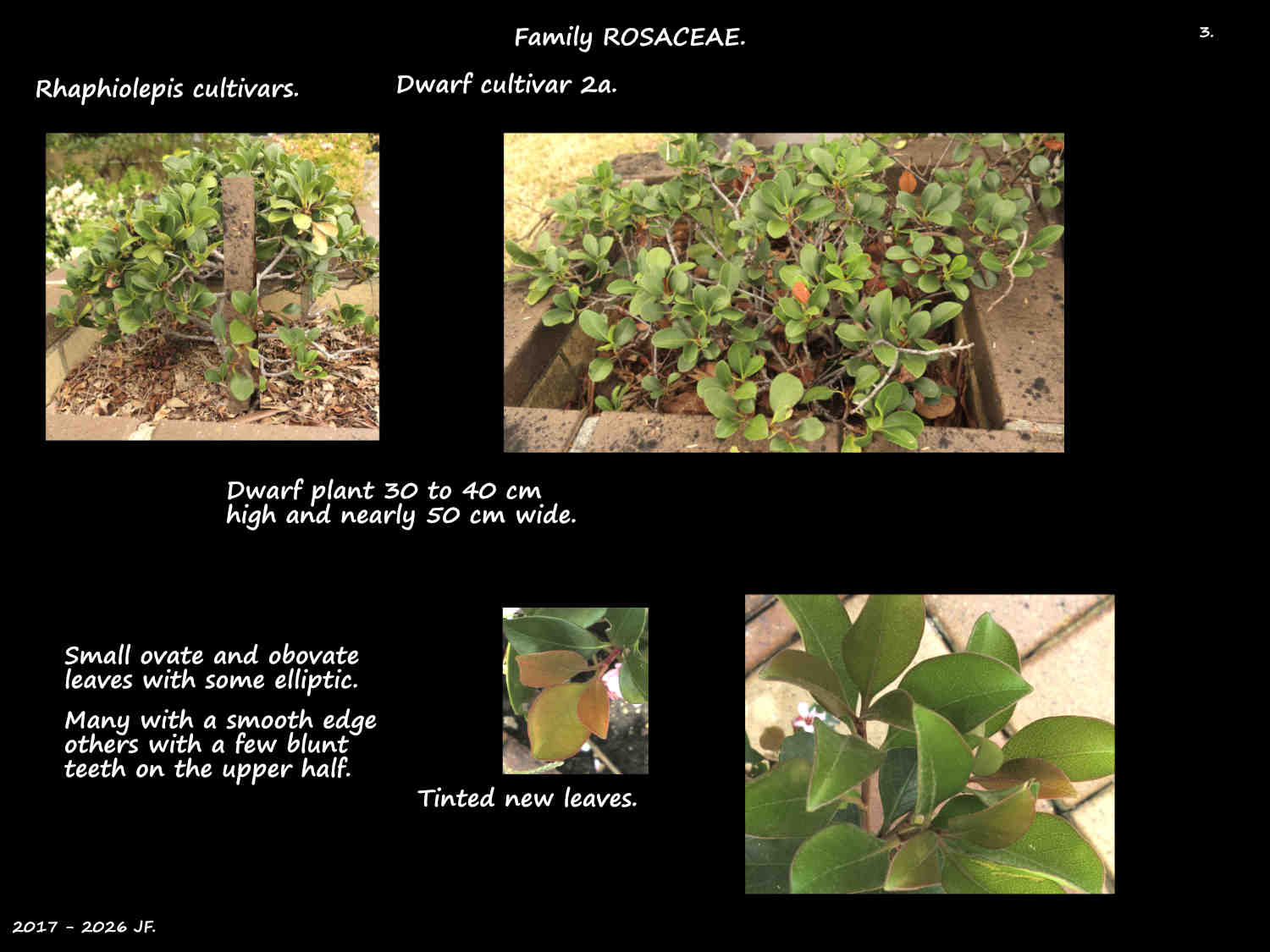 3a Dwarf Rhaphiolepis shrubs