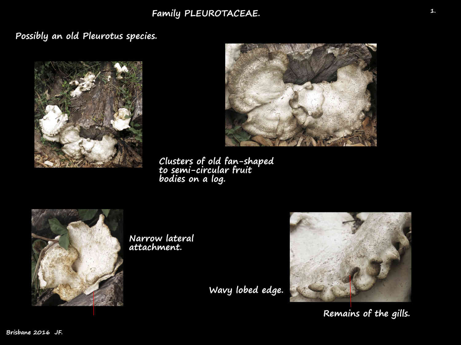 3a Old Pleurotus sp.