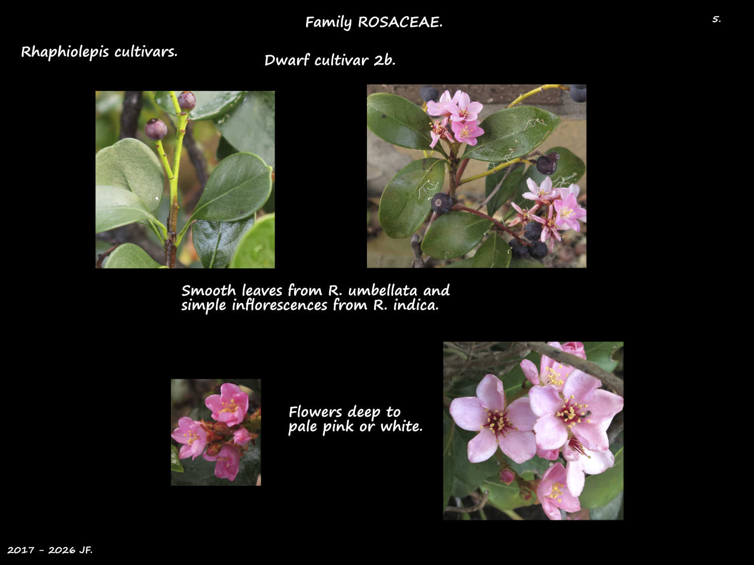 3b Dwarf Rhaphiolepis flowers