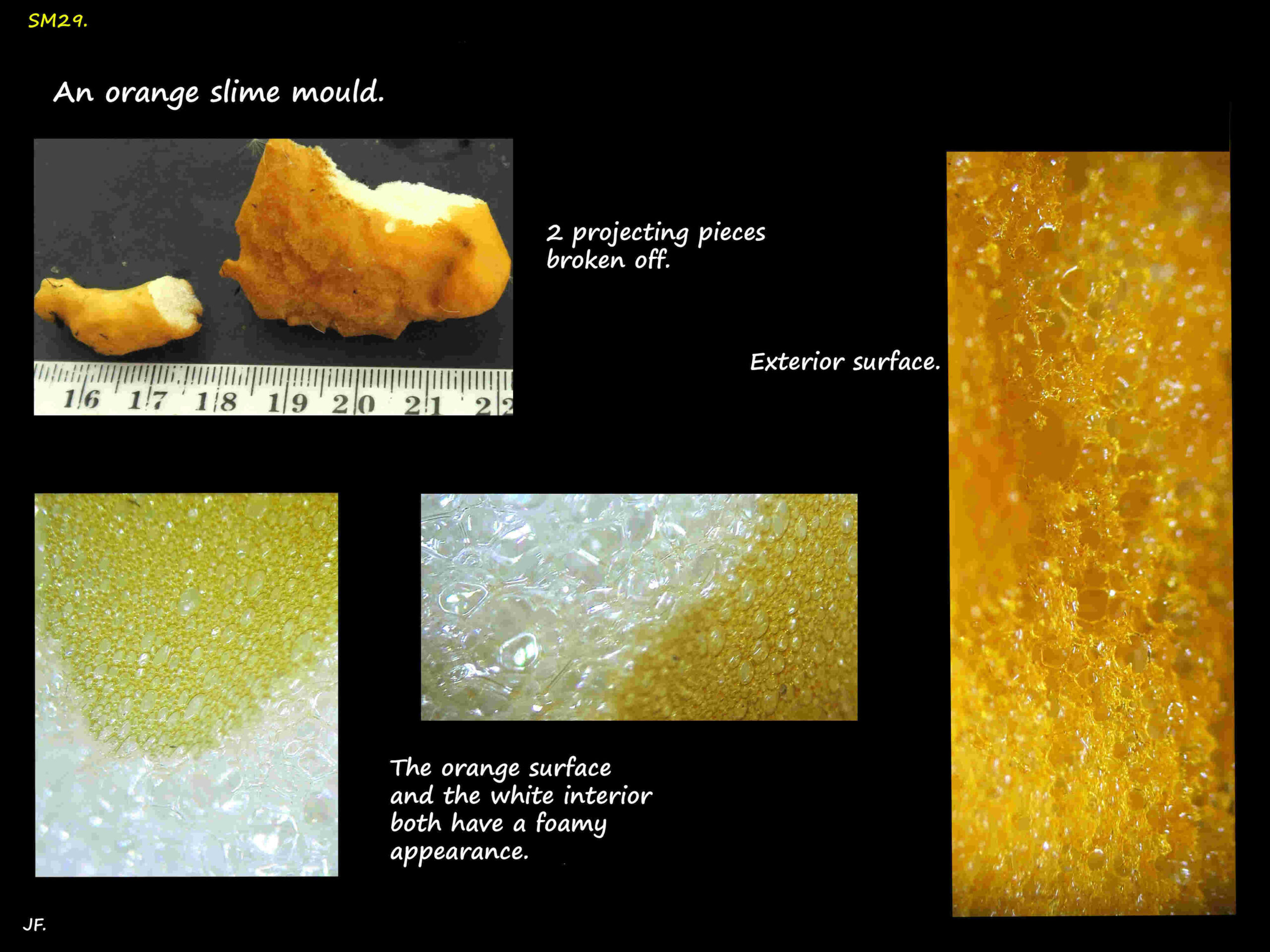 3b Orange slime mould 2