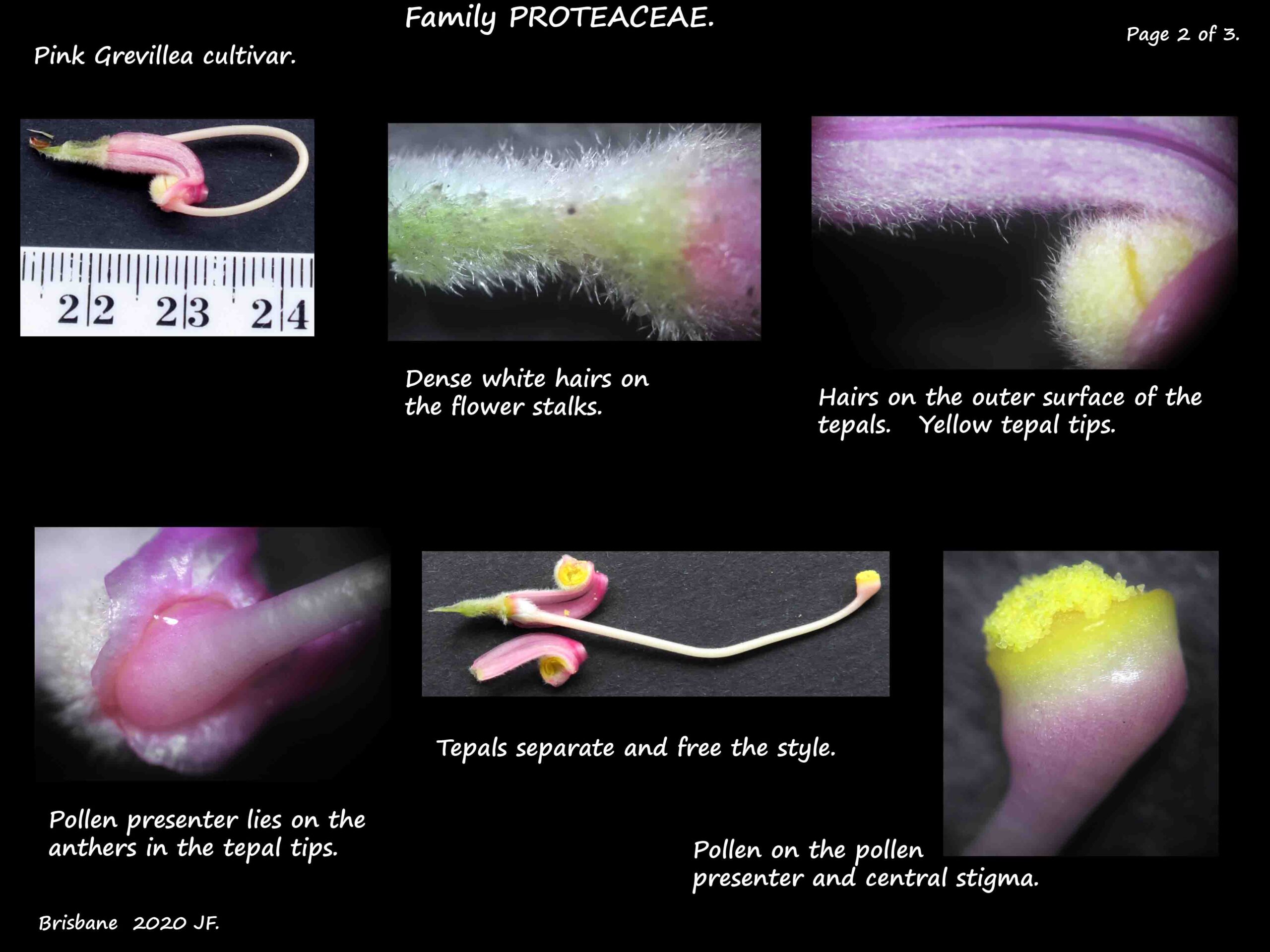 3b Pink Grevillea flower parts