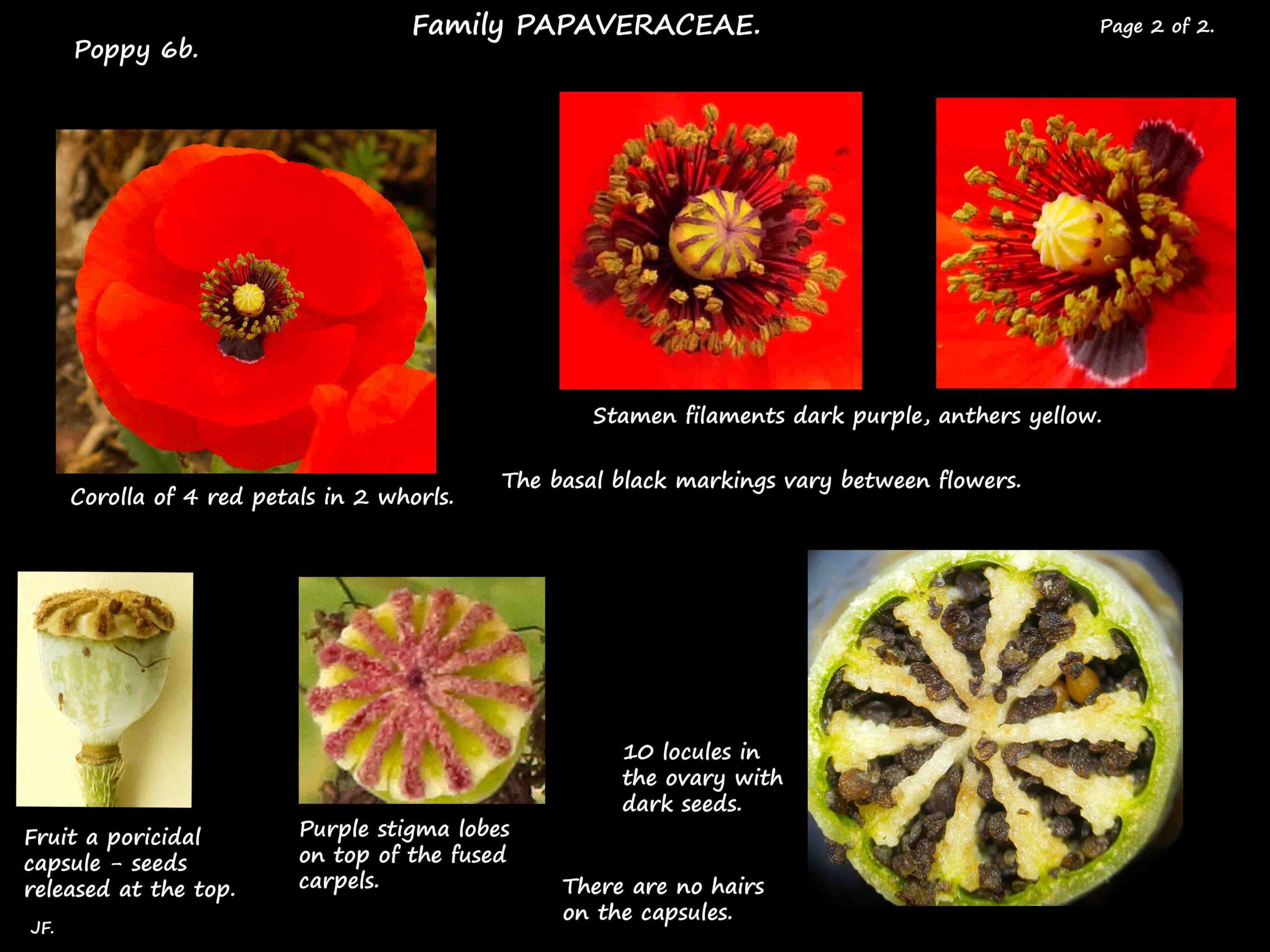 3b Red poppy flowers, stigma & ovary