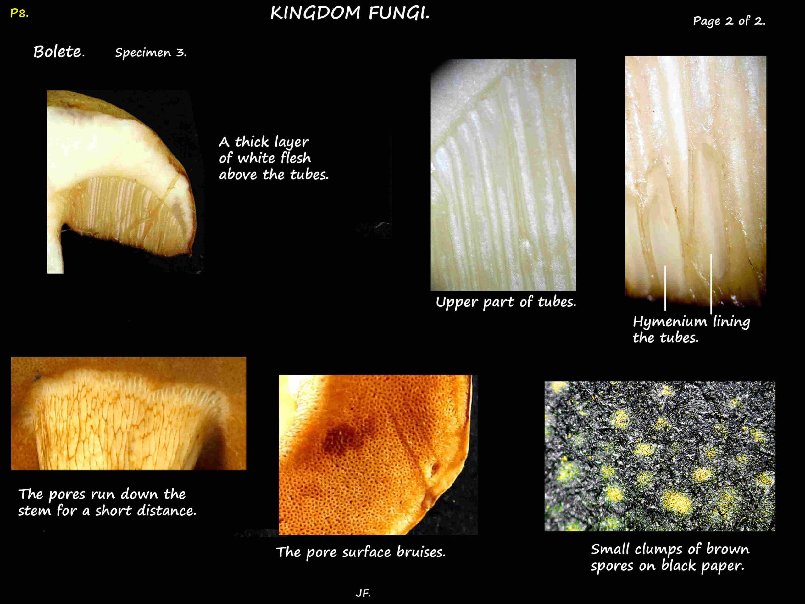 3b The gills & spores of the pale brown Bolete