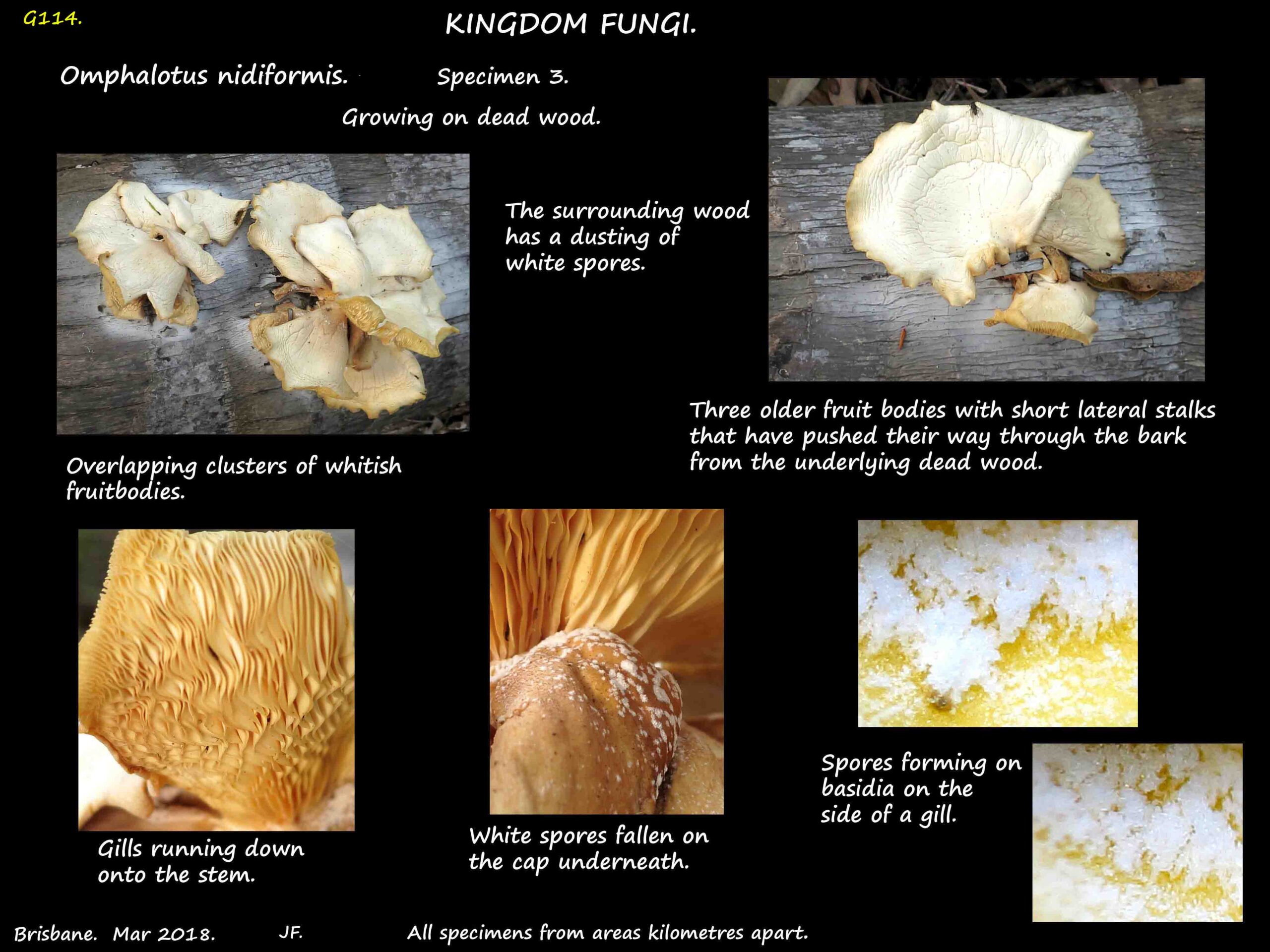 3b White Omphalotus nidiformis gills & white spore print