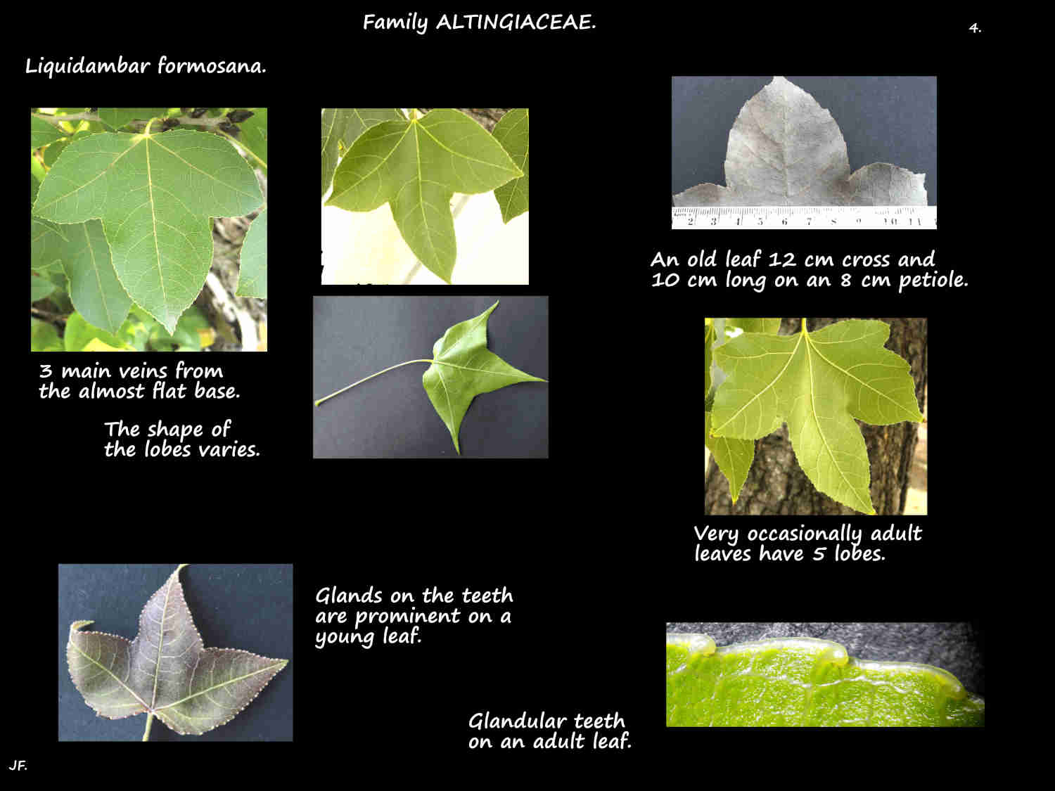 4 3-lobed Liquidambar formosana leaves