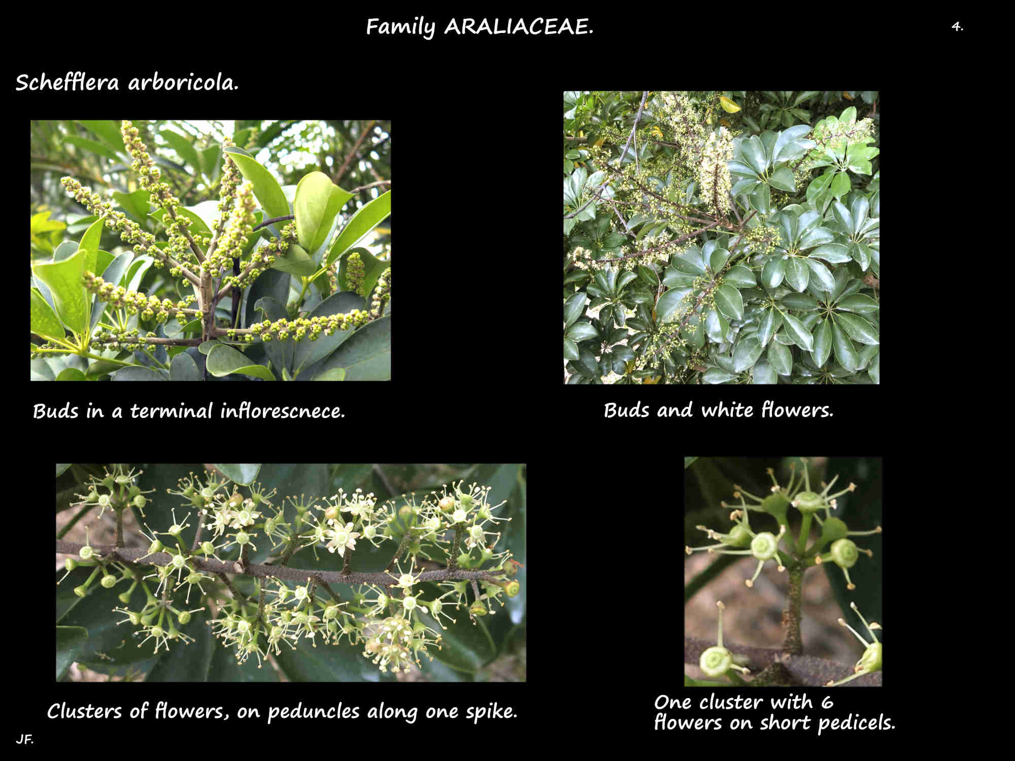 4 A Schefflera arboricola panicle & flower cluster