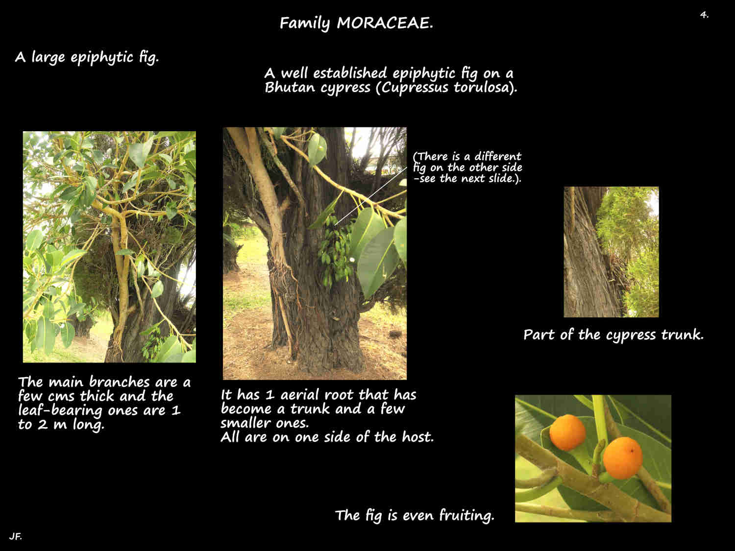 4 A large epiphytic fig fruiting
