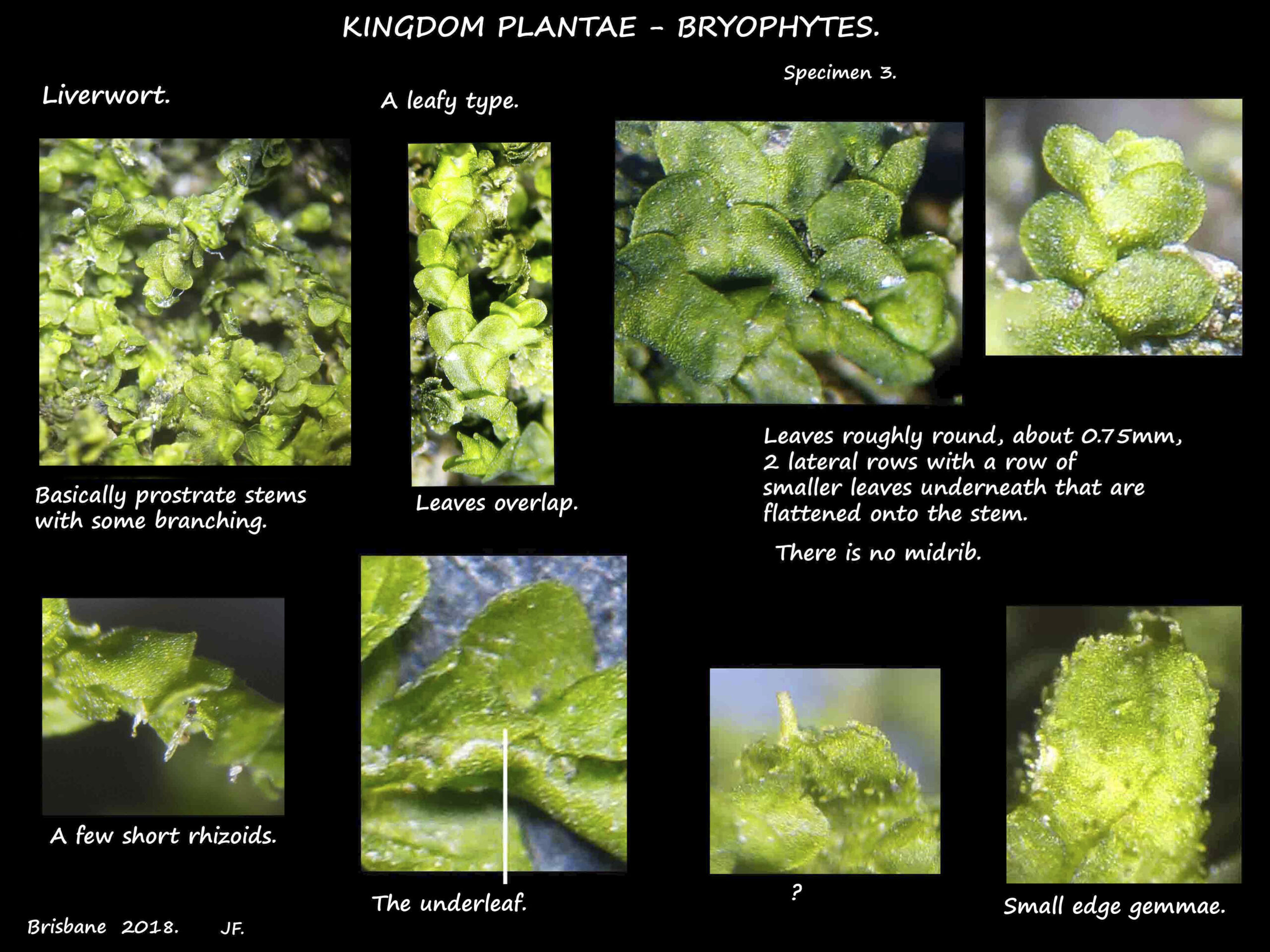 4 A leafy Liverwort
