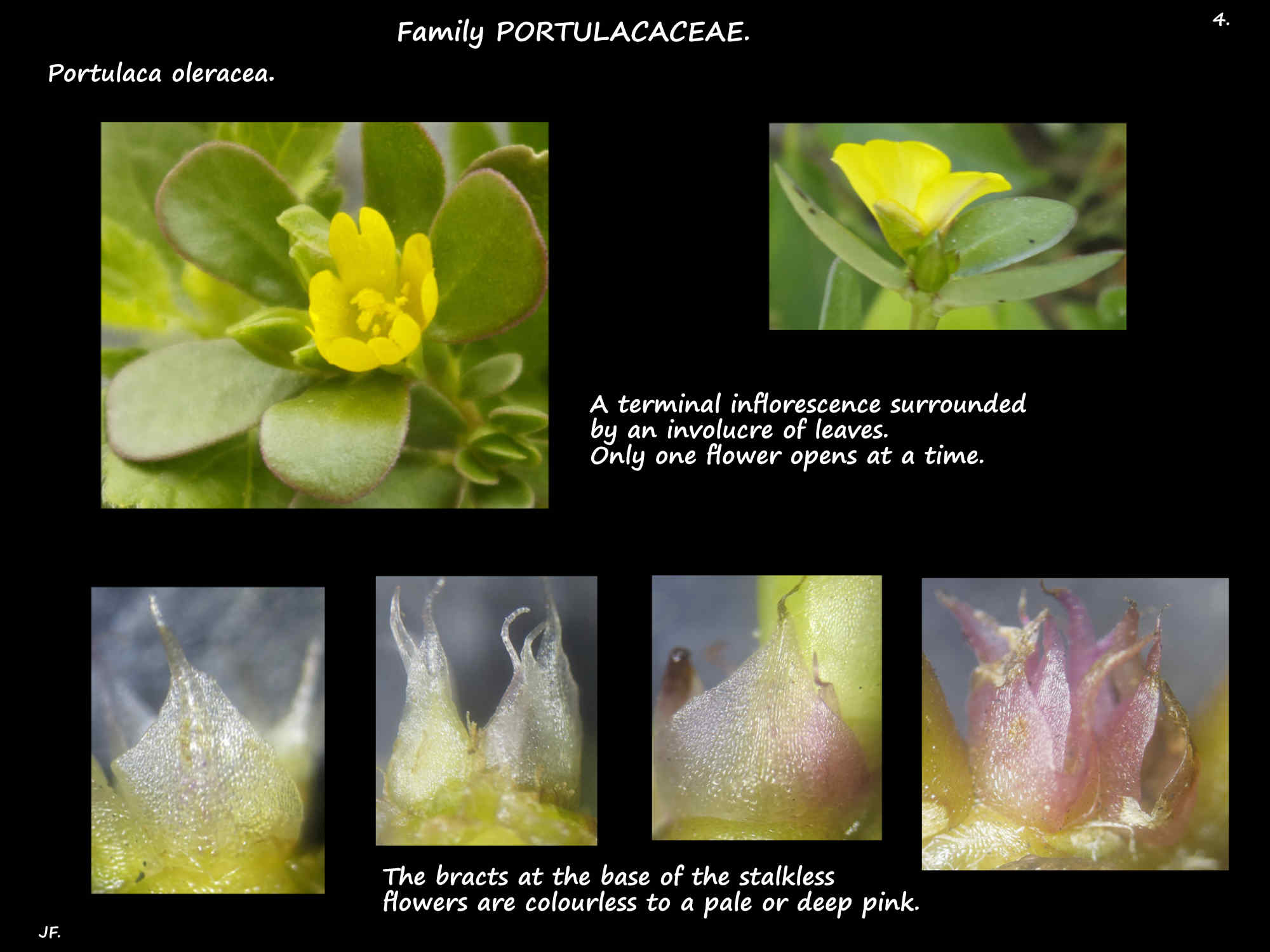 4 A terminal inflorescence of Common Purslane & the bracts