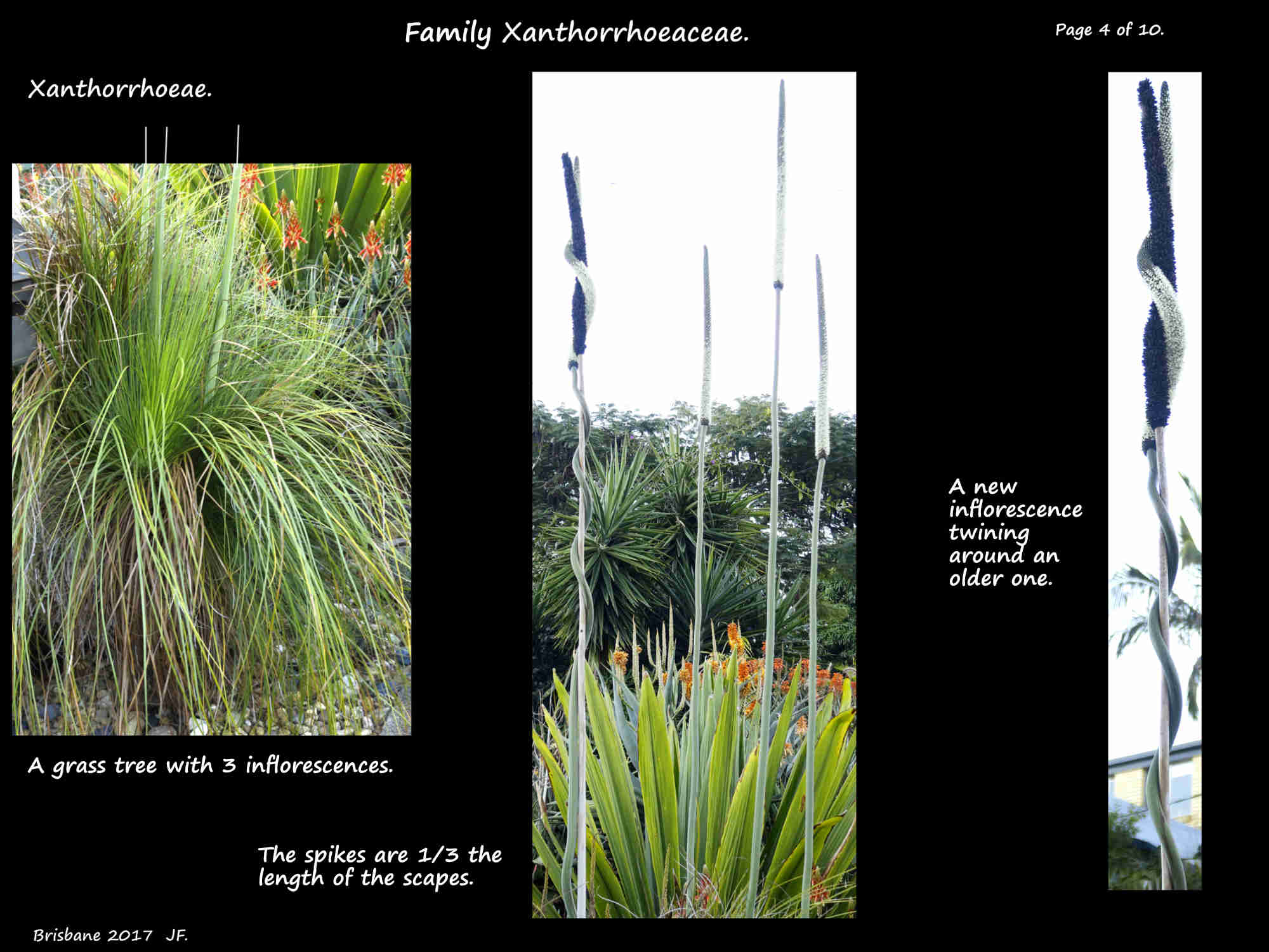4 A twining grass tree inflorescence
