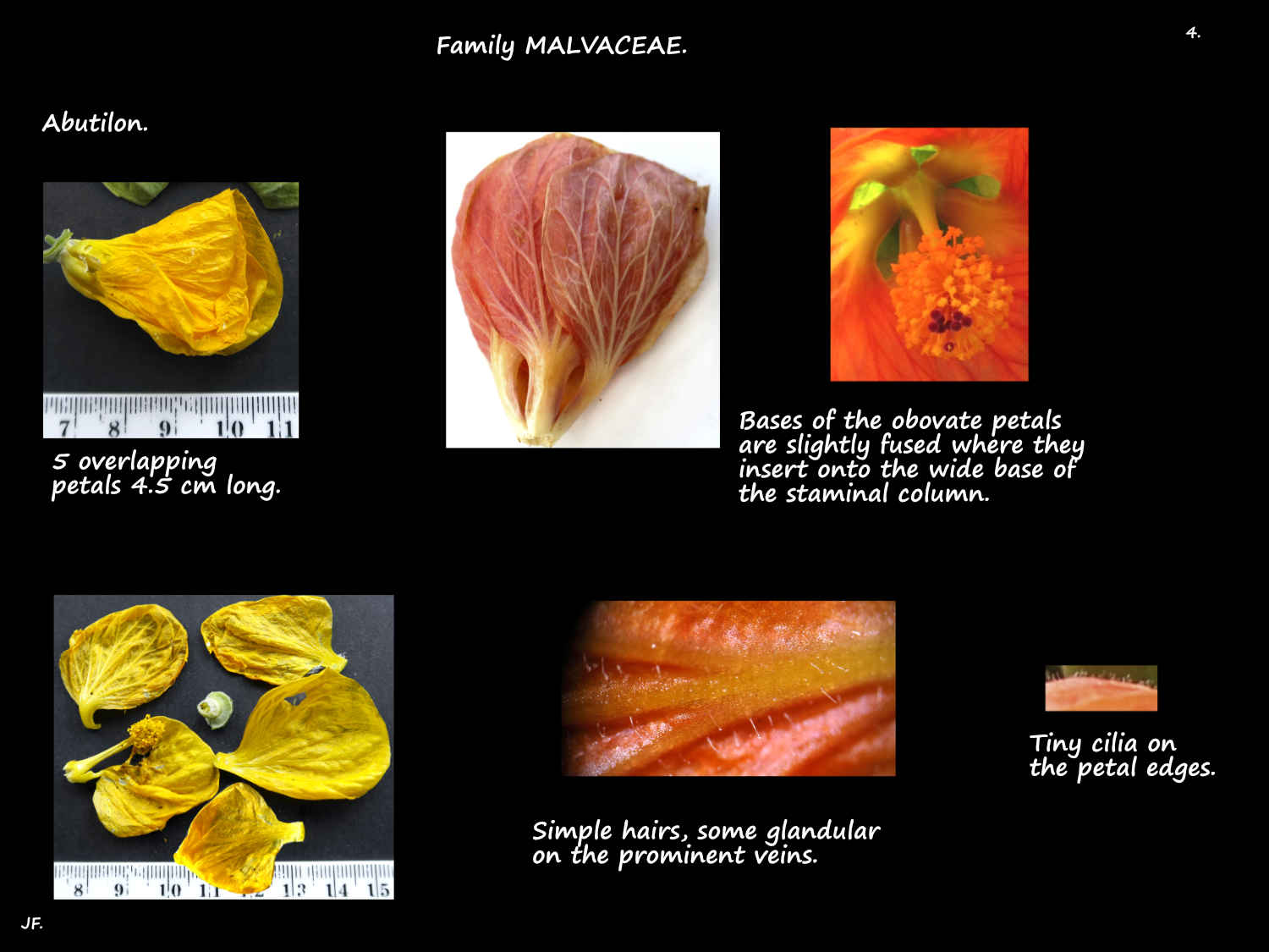 4 Abutilon petals