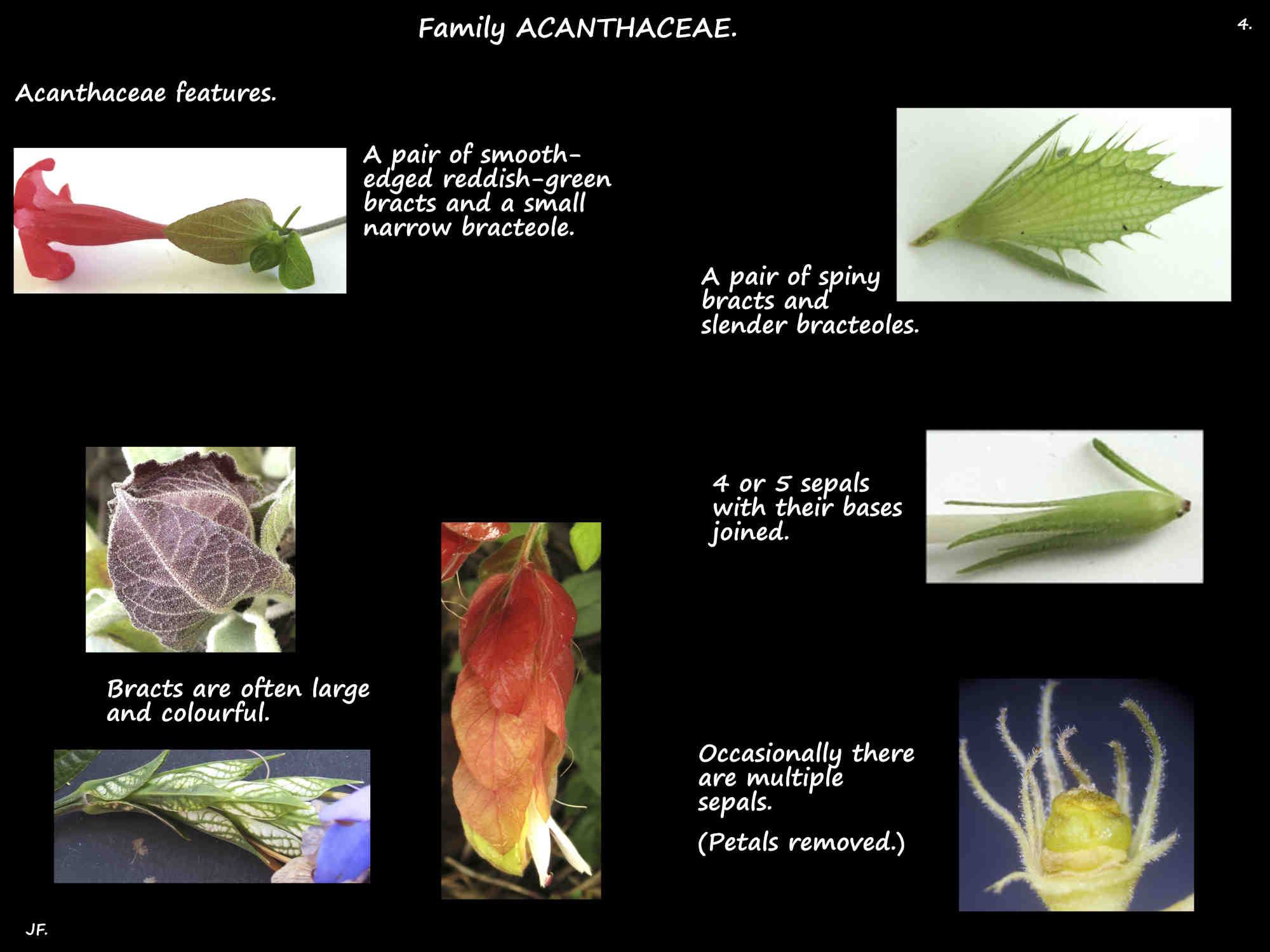 4 Acanthaceae bracts & sepals