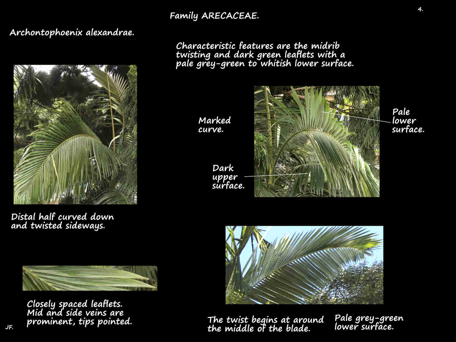 4 Alexandra palm leaves